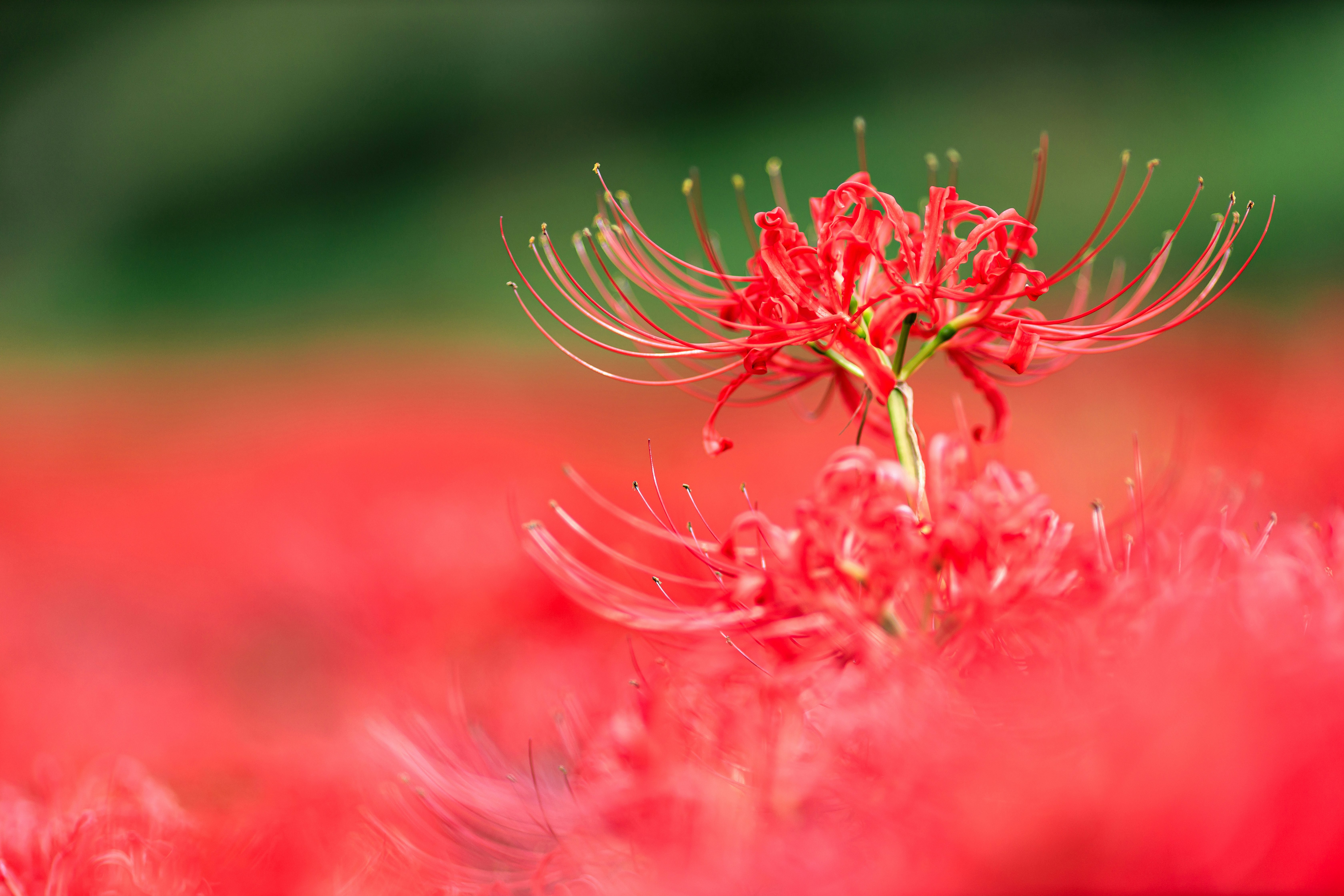 赤い彼岸花（曼珠沙華）の群生を背景ぼかしで捉えた画像