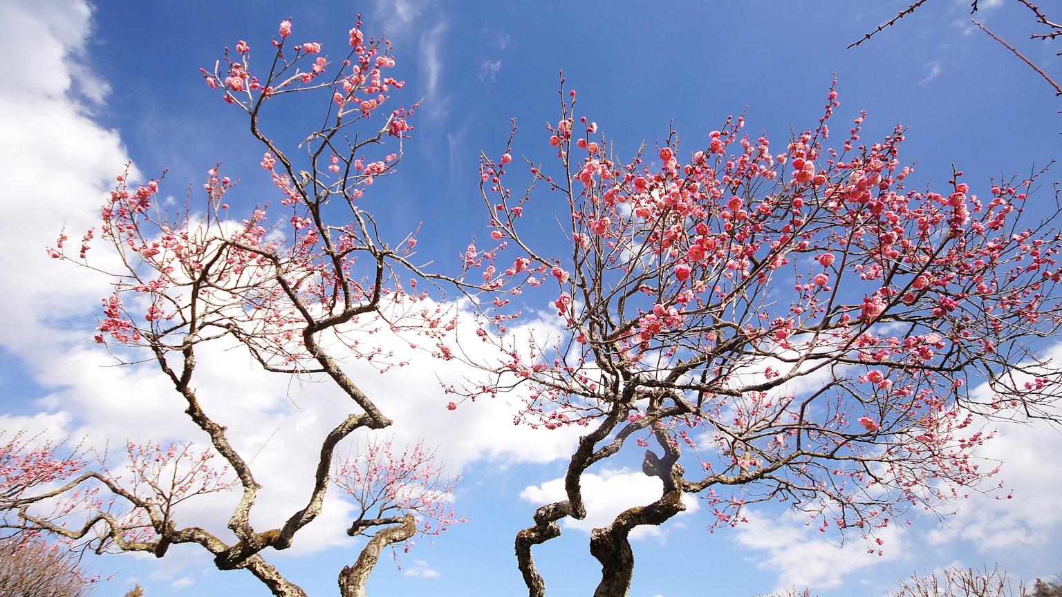 Paisaje de árboles con flores rosas contra un cielo azul