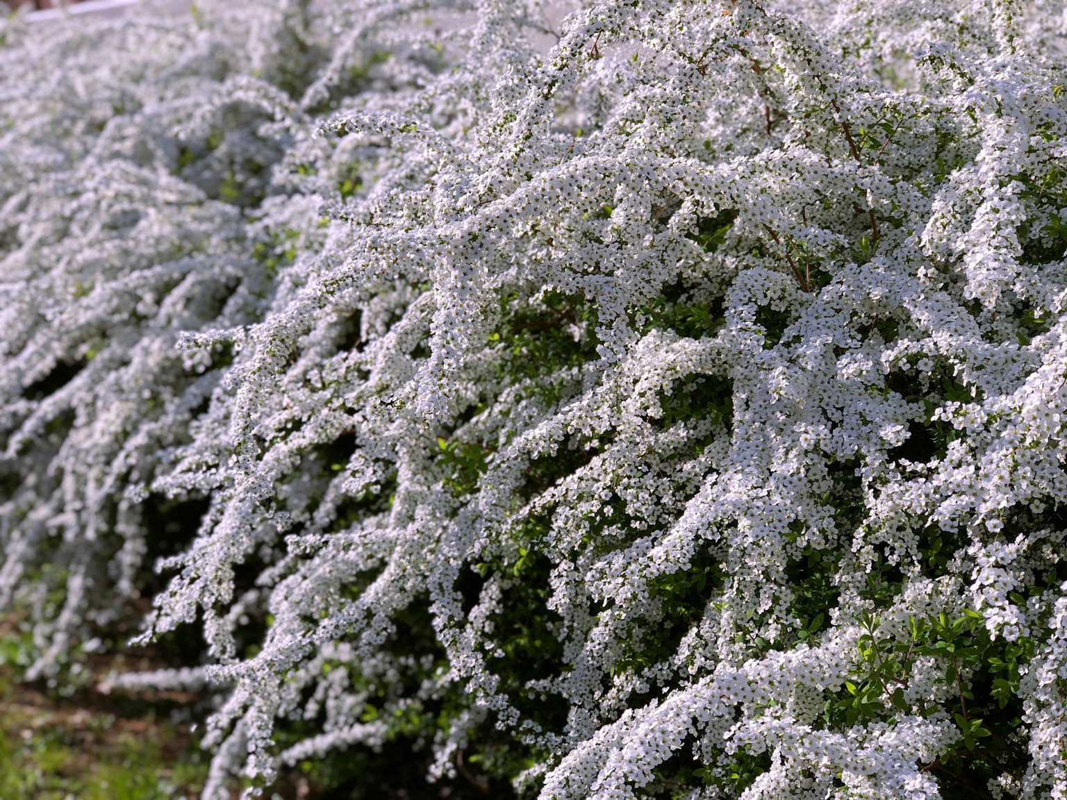 Paesaggio con arbusti bassi ricoperti di abbondanti fiori bianchi