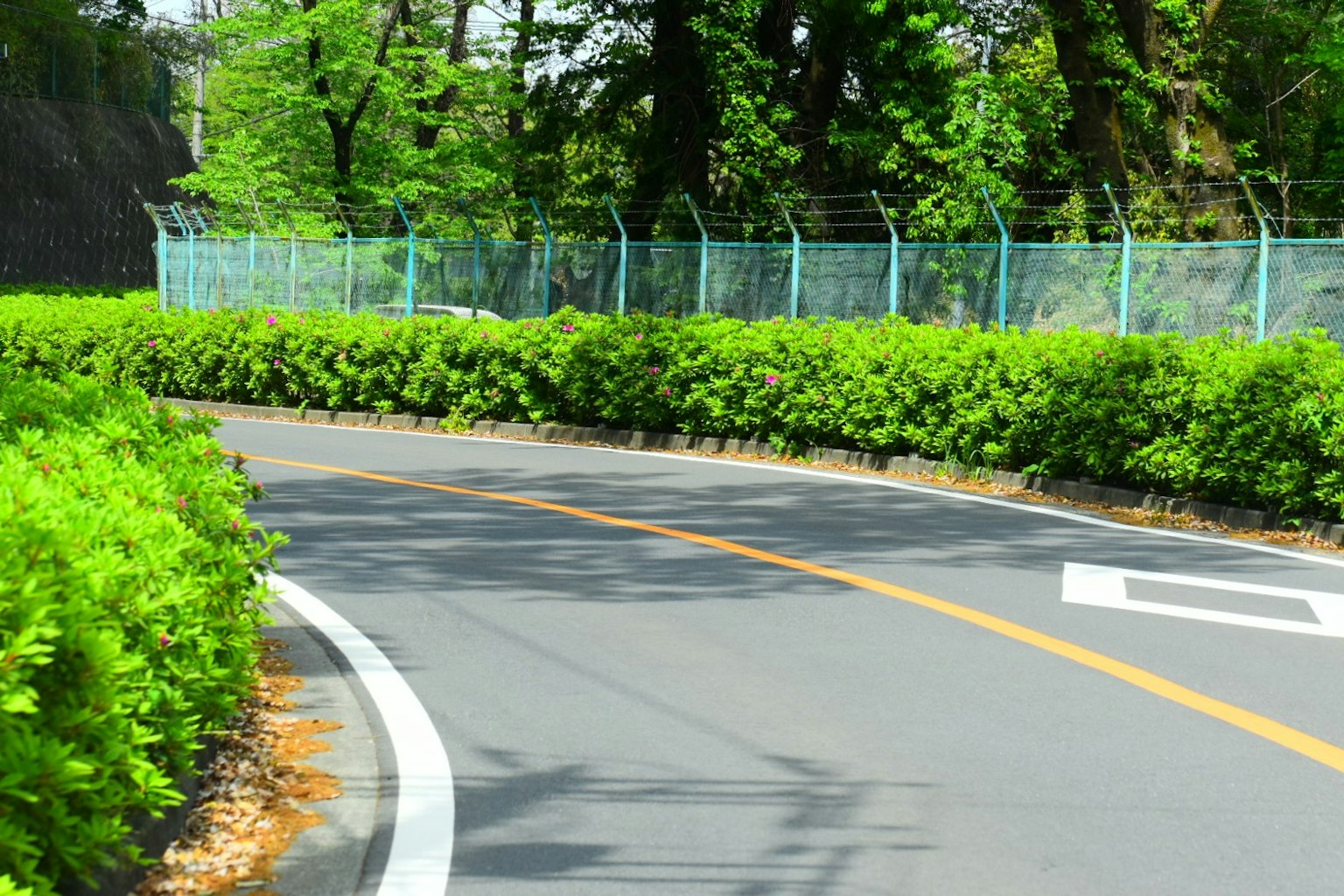 一條被郁郁蔥蔥的綠樹環繞的彎曲道路