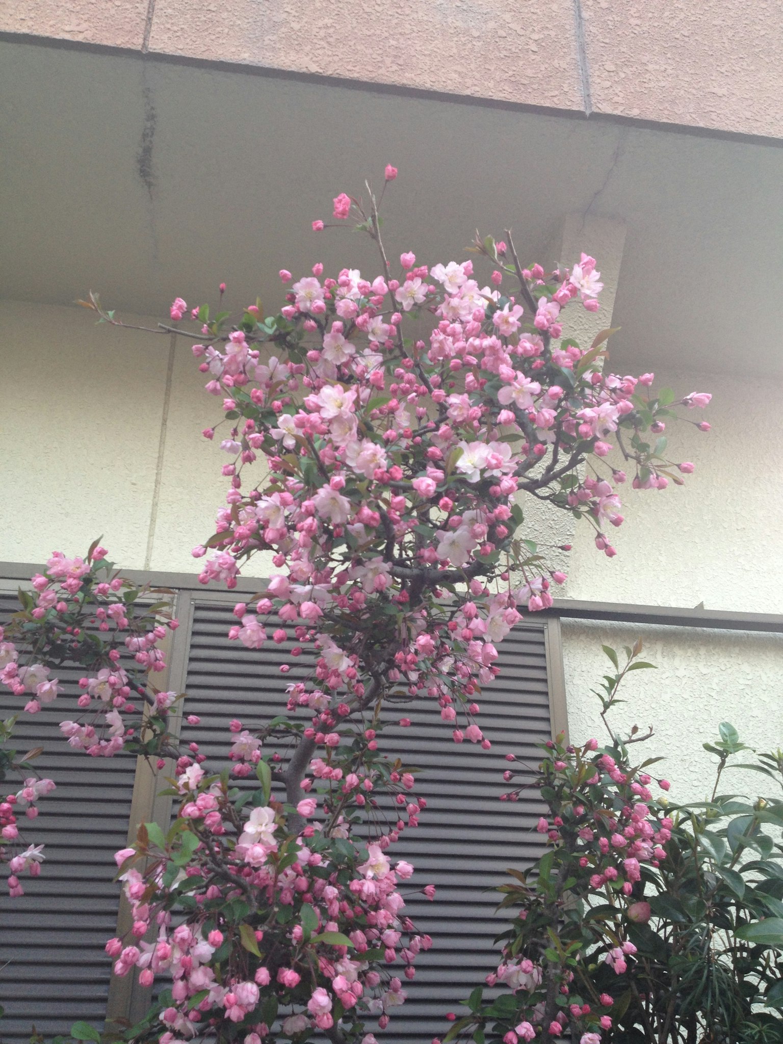 一棵開著粉色花朵的樹在建築前面