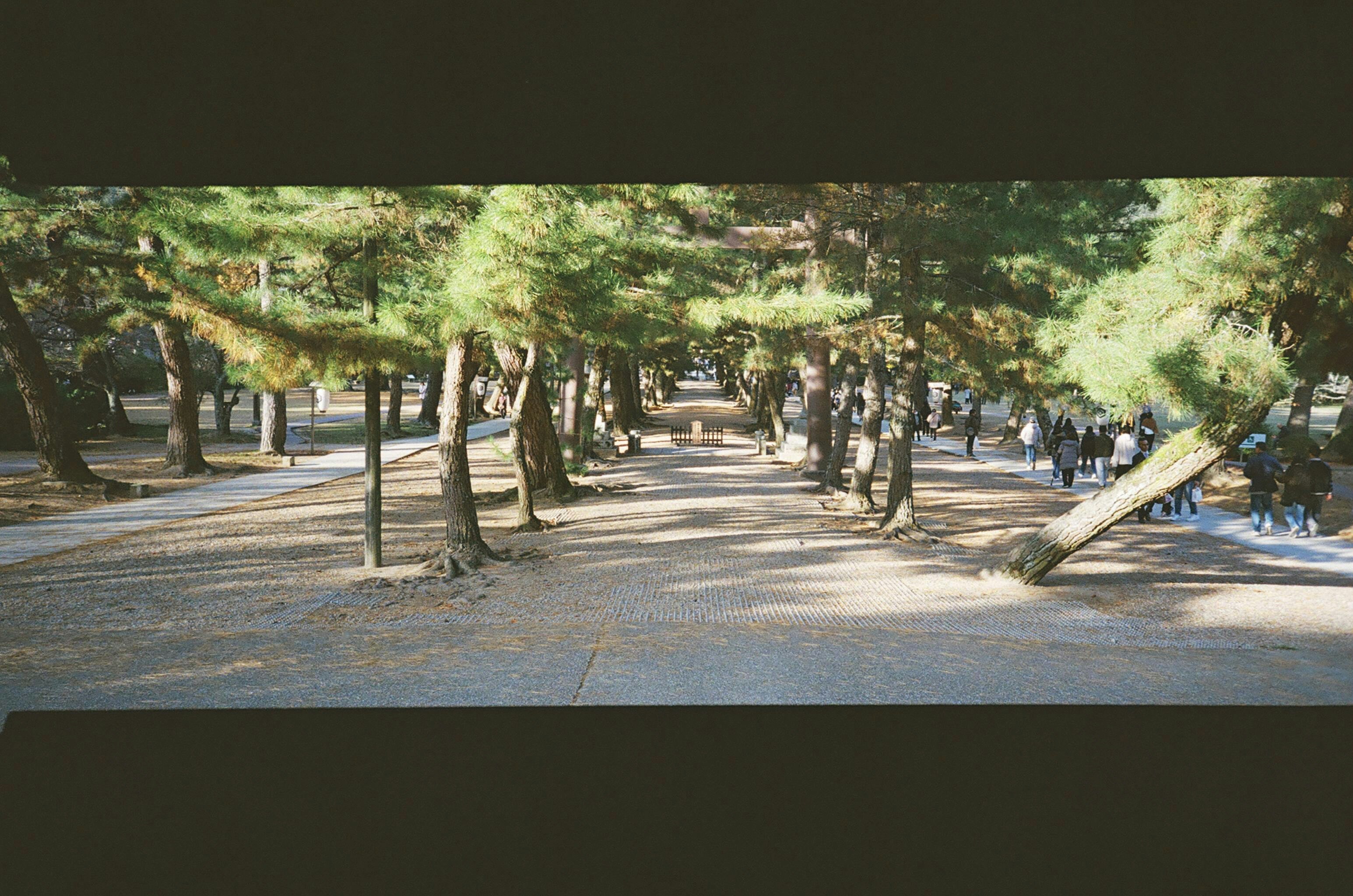 並木道を歩く人々のある公園の散策路