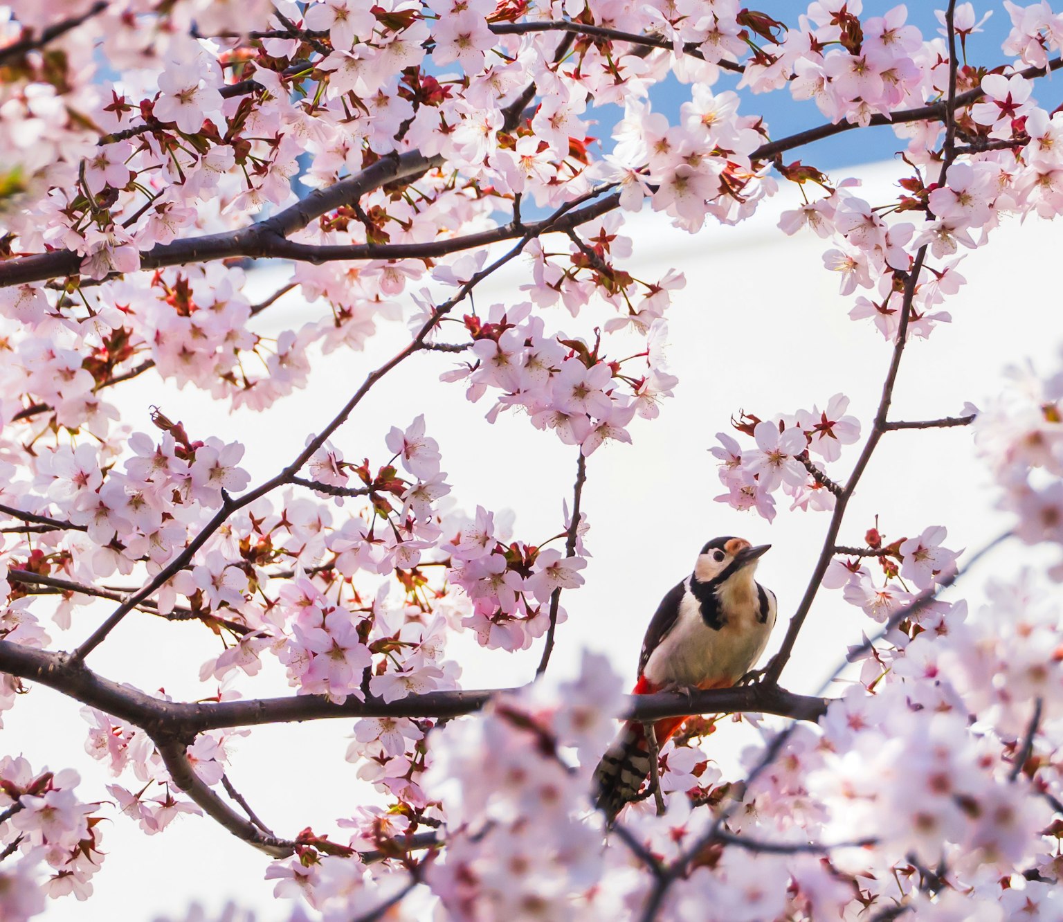 A bird perched among cherry blossom flowers