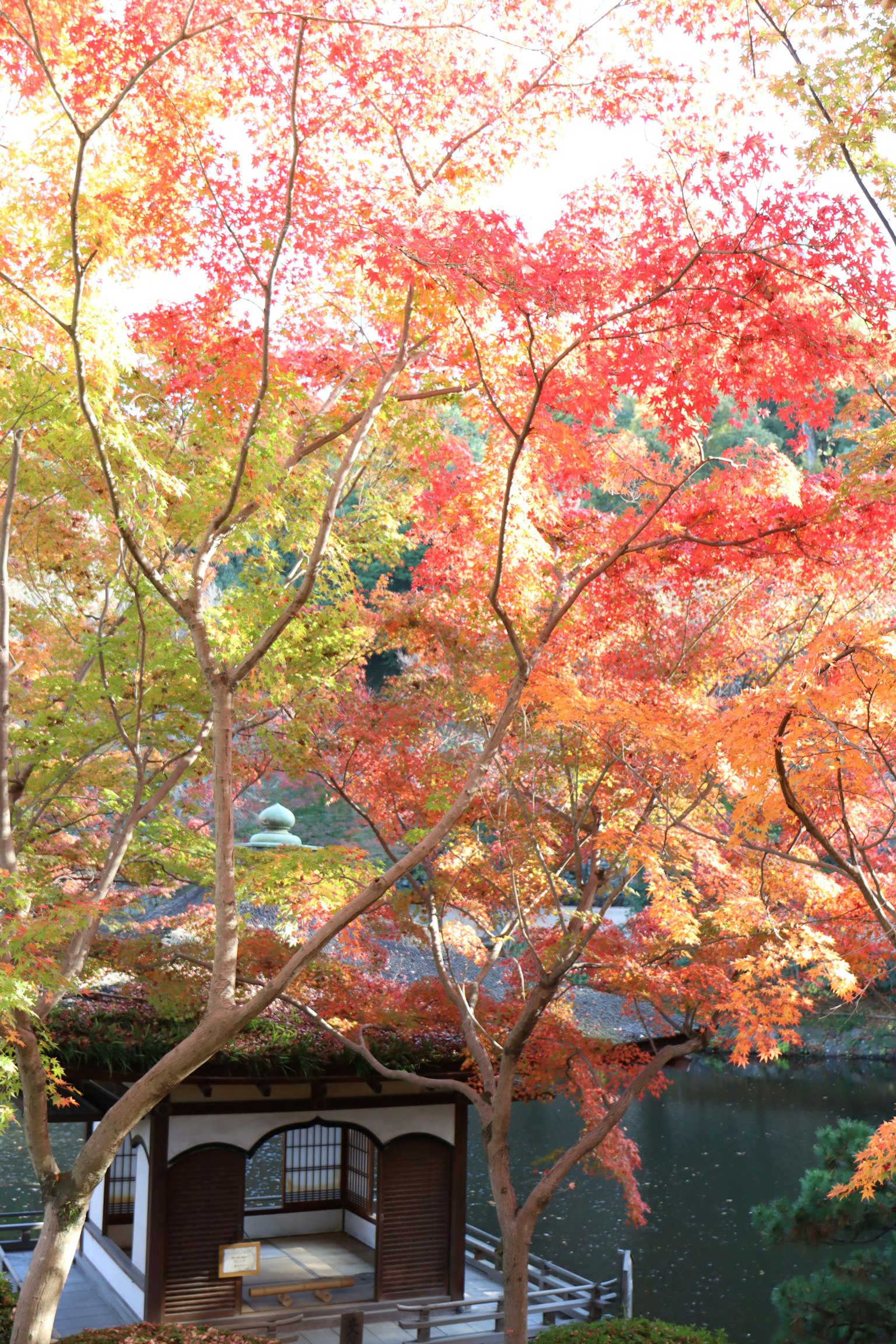 秋天色彩斑斓的树木与小亭子的风景