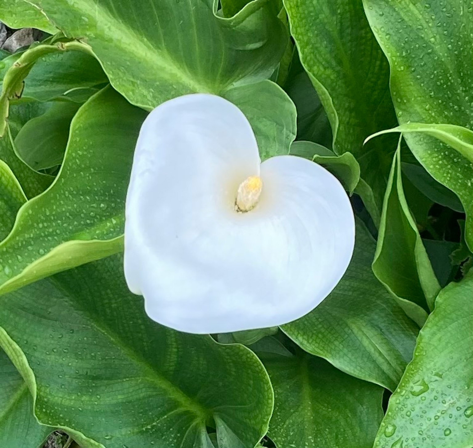 Herzförmige weiße Blume umgeben von grünen Blättern
