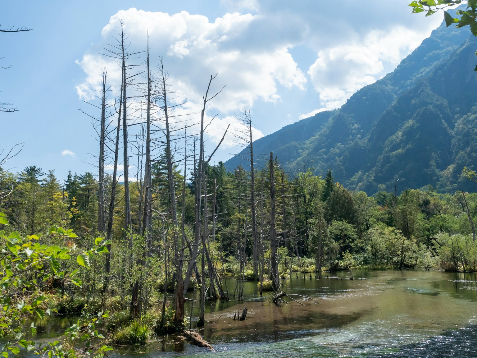 Barren trees in a serene wetland surrounded by mountains and lush greenery