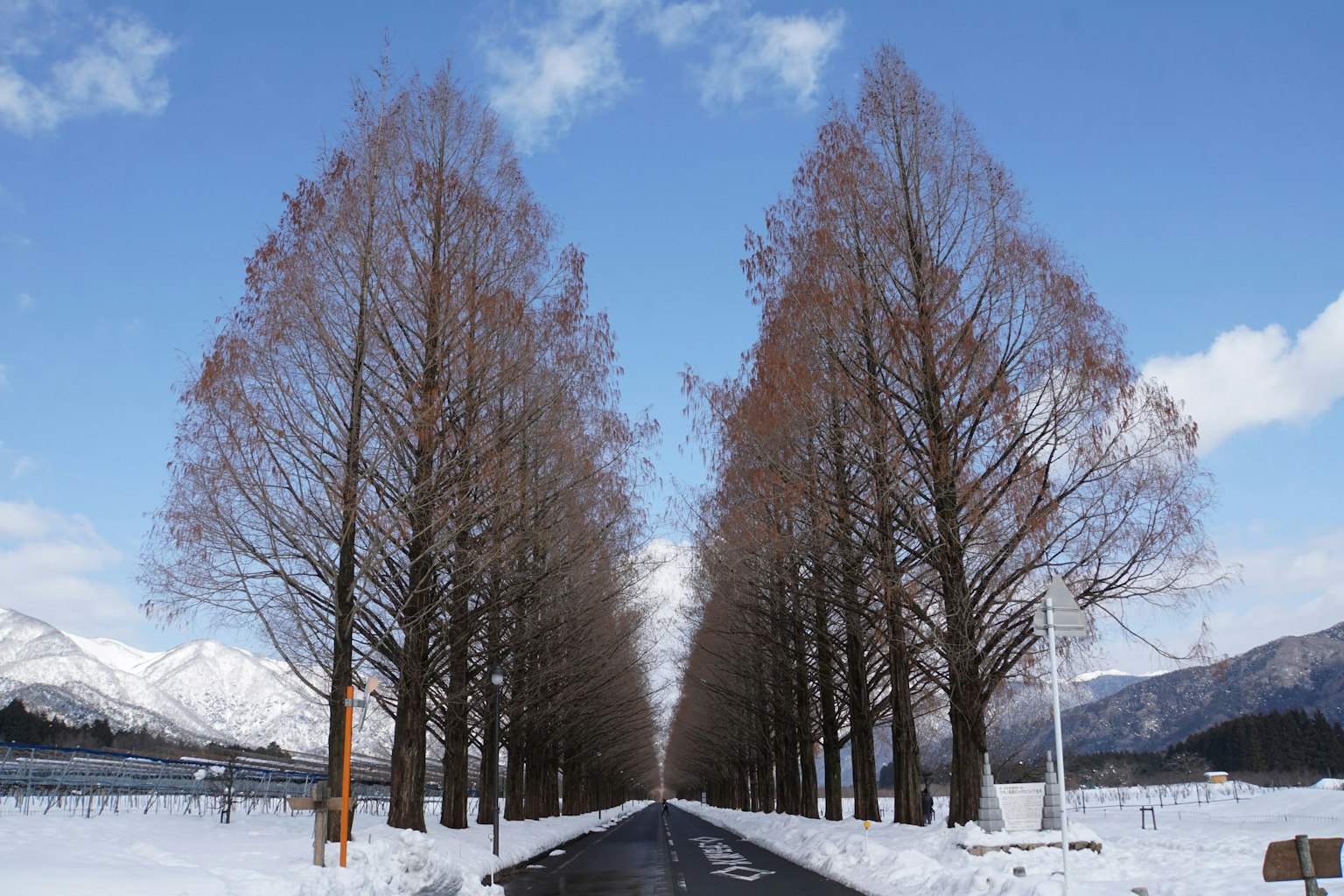 Una fila di alberi invernali lungo una strada coperta di neve