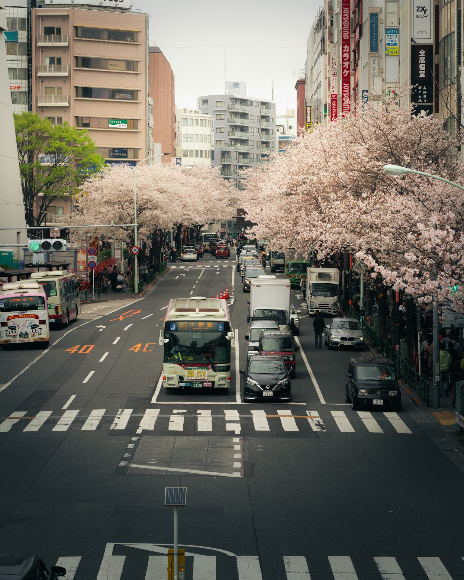 街道景观，樱花树和交通