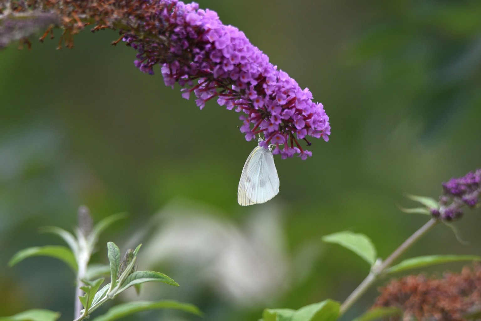 Mariposa blanca colgando de una flor morada
