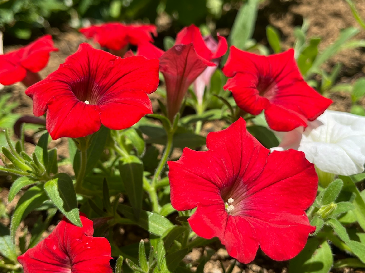 Lebendige rote Petunien blühen in einem Garten