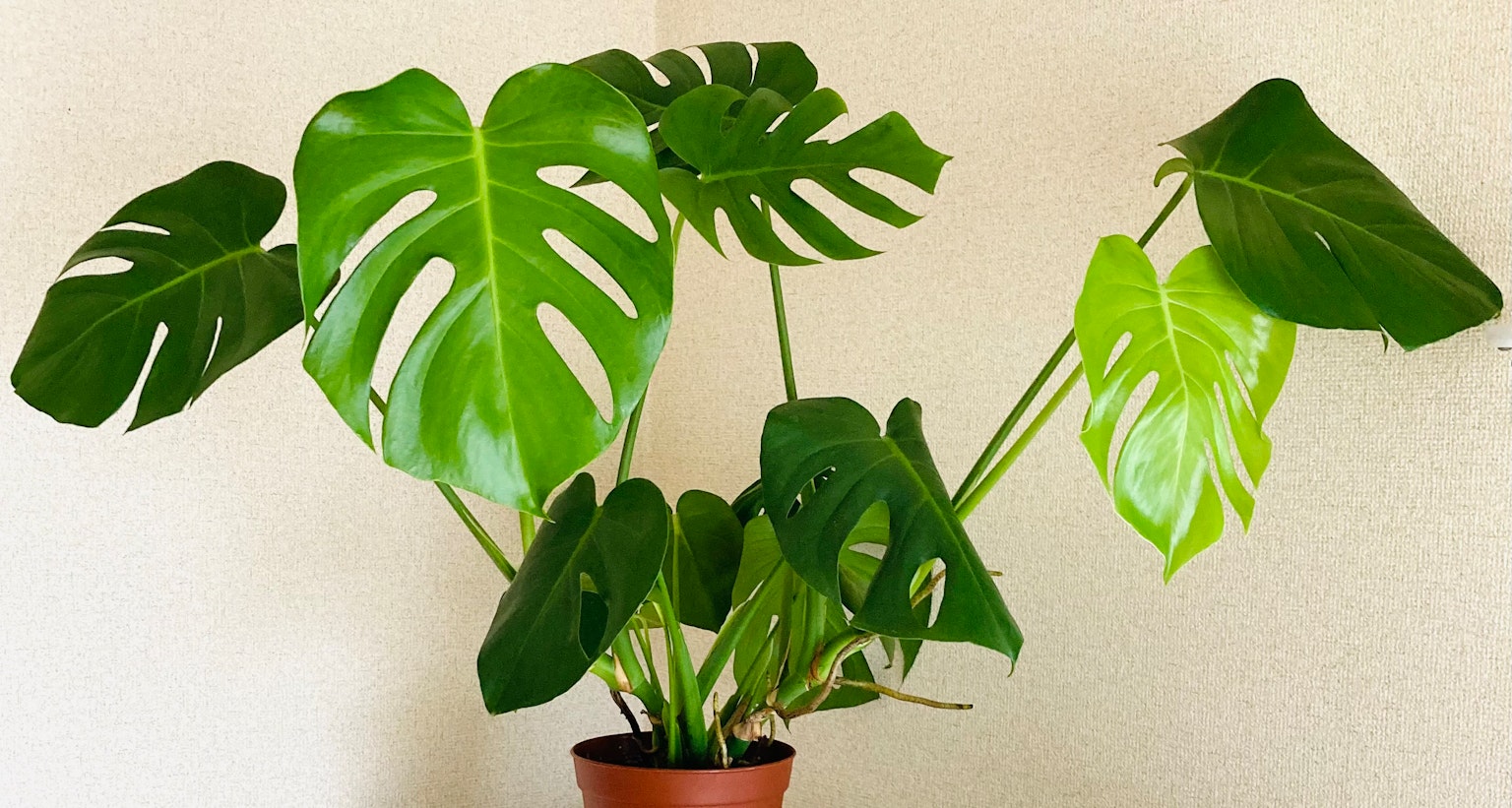 Große grüne Monstera-Pflanze in einem Topf