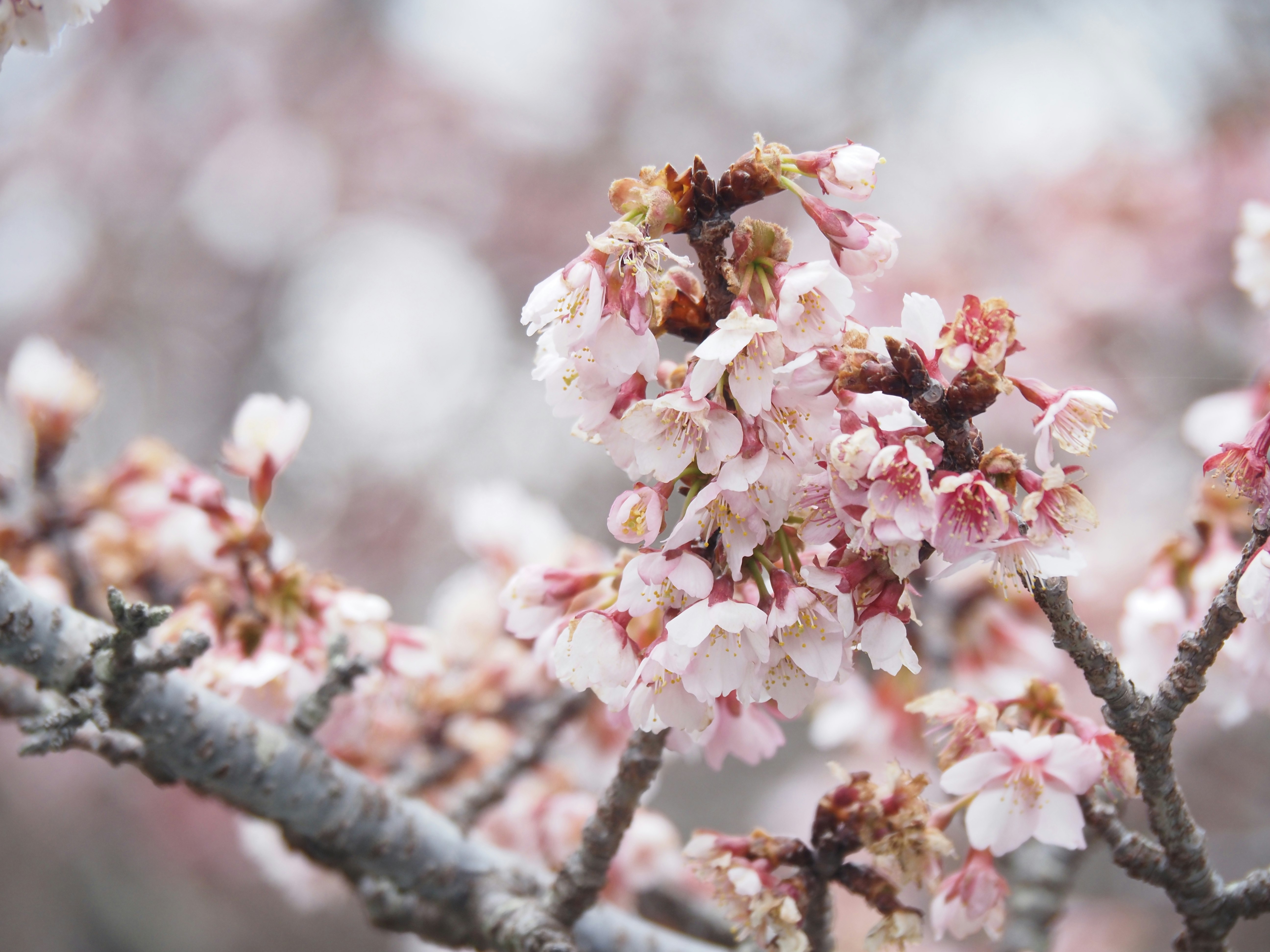 春の桜の花が咲く枝先