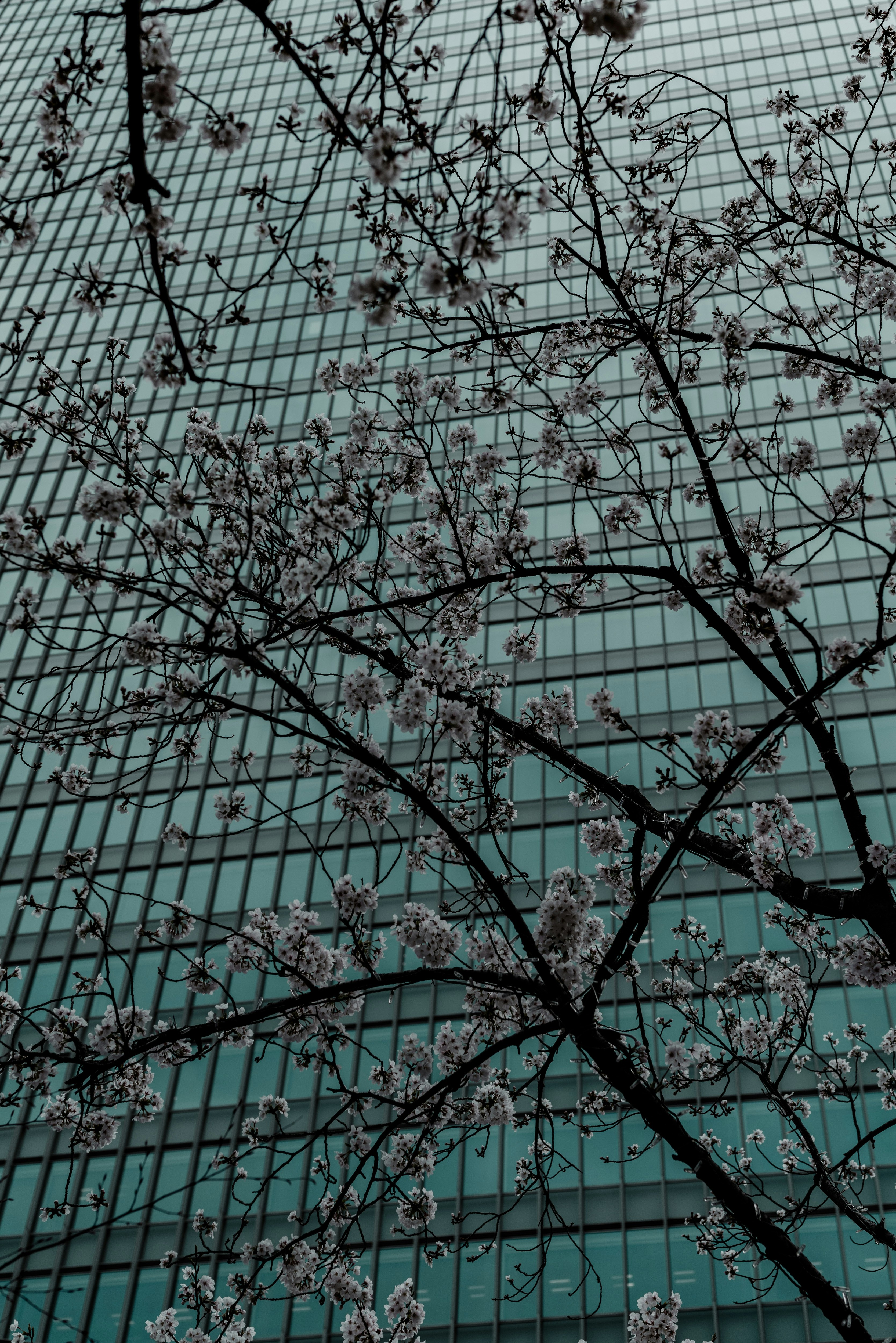 ビルと桜の並ぶ街並み
