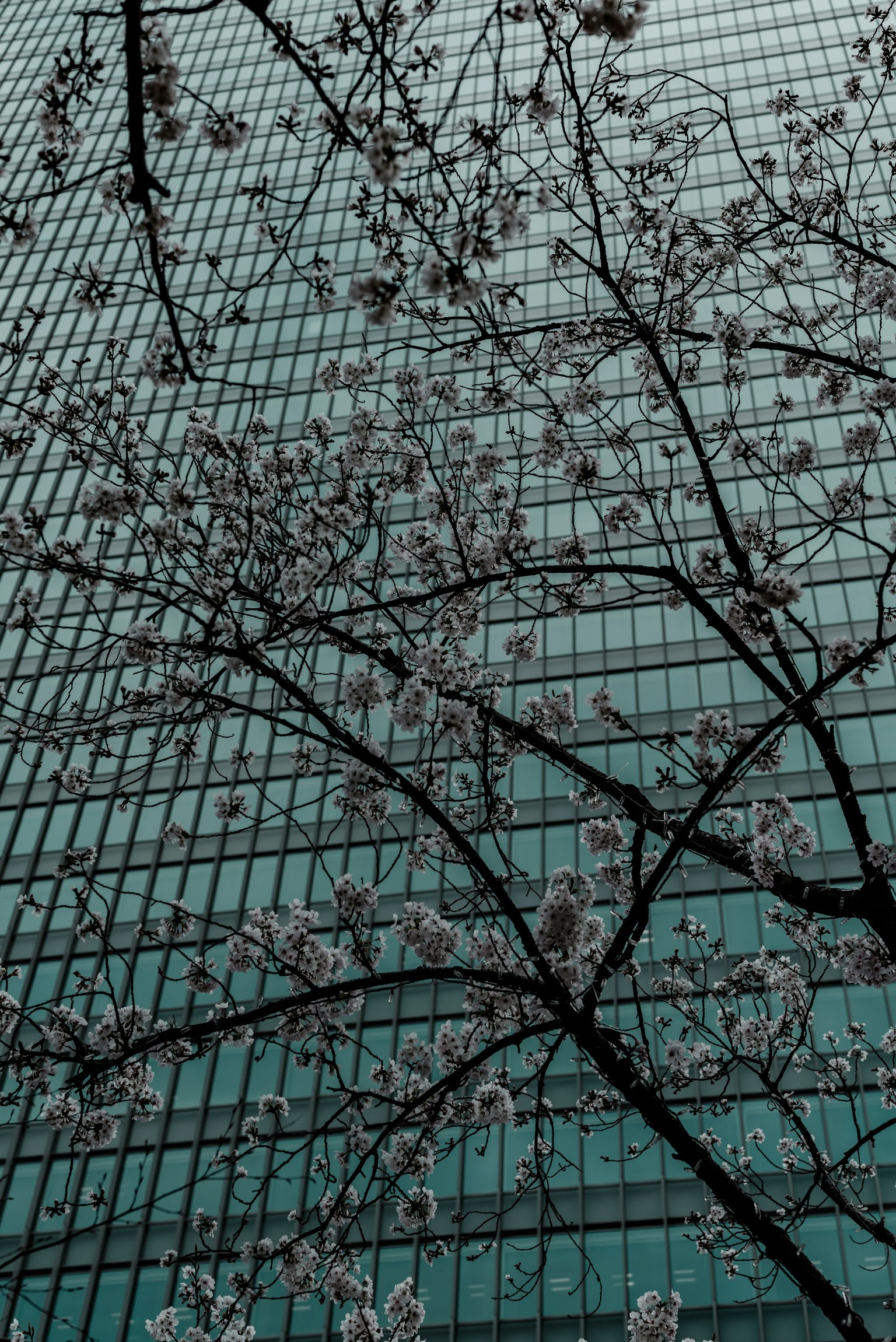 Cherry blossoms and branches against a glass building