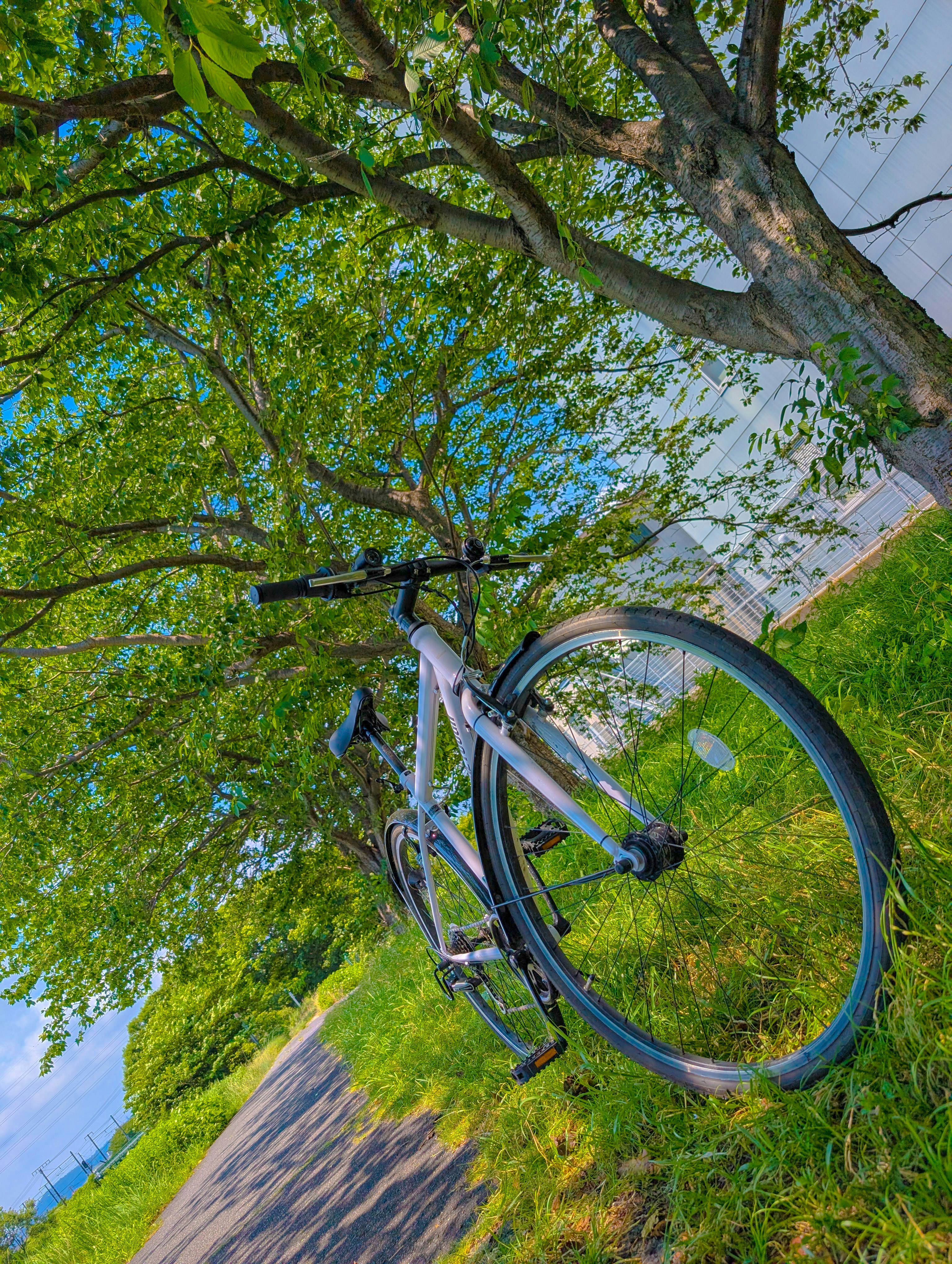 木の下の草地に停められた自転車のある休憩風景