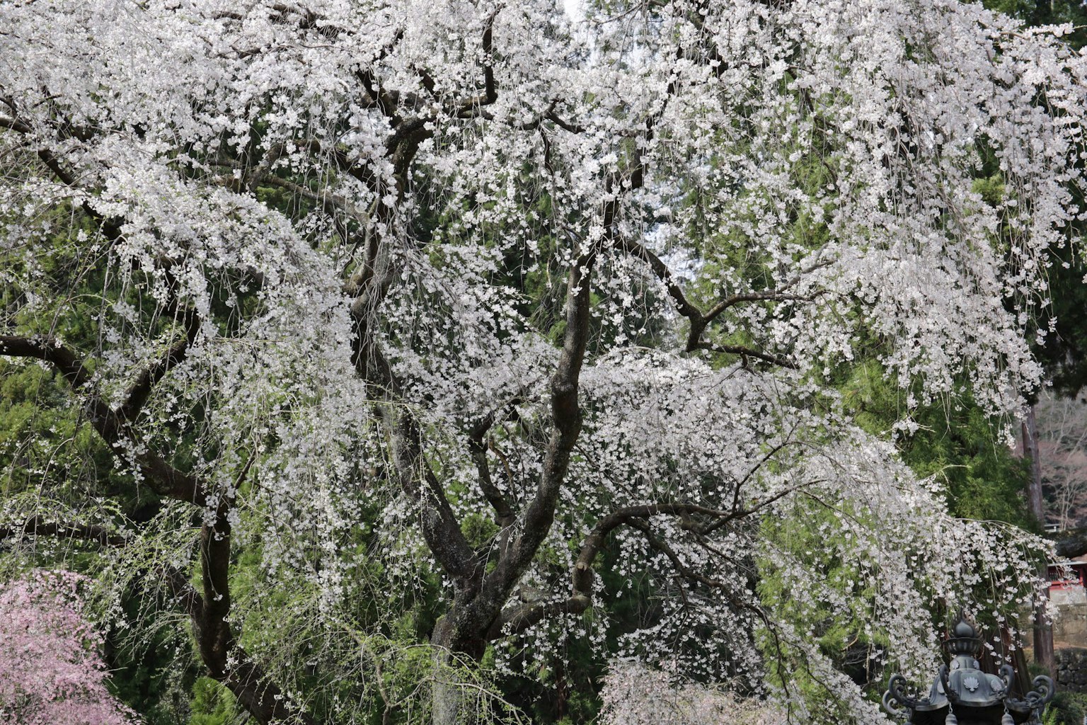 Un albero di ciliegio in fiore con fiori bianchi