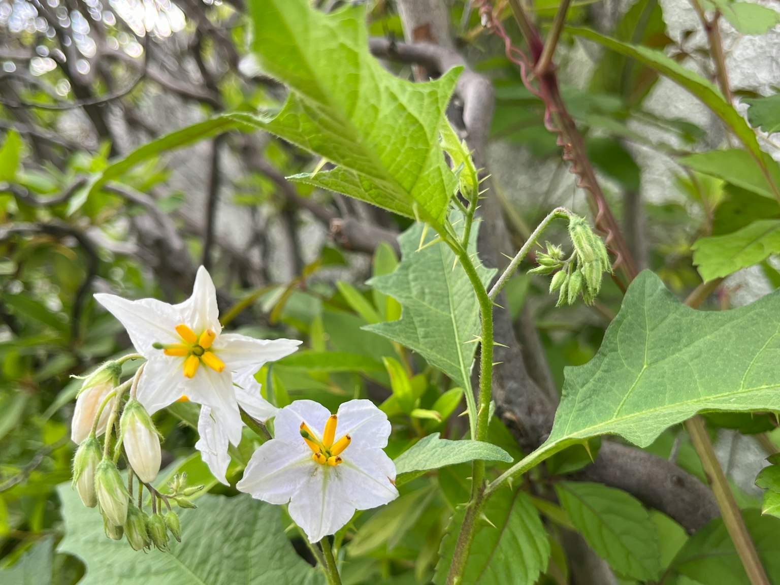 Acercamiento de una planta con flores blancas y hojas verdes