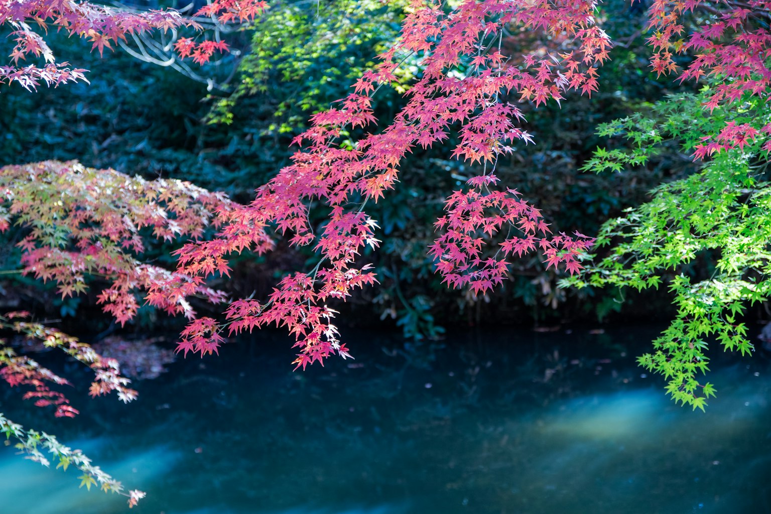 Hermoso paisaje con hojas rojas y verdes vibrantes reflejadas en el agua