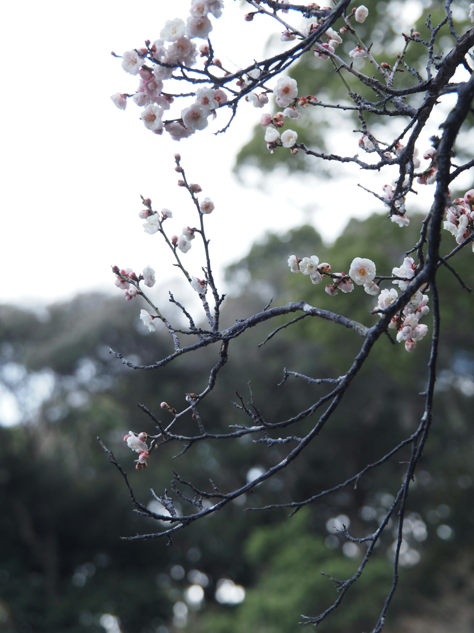 Branch with pale pink flowers against a green background