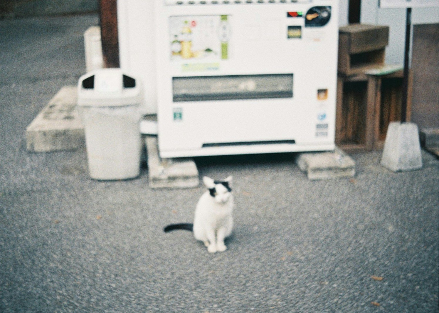 屋外の床に座る白い猫と置かれた機材