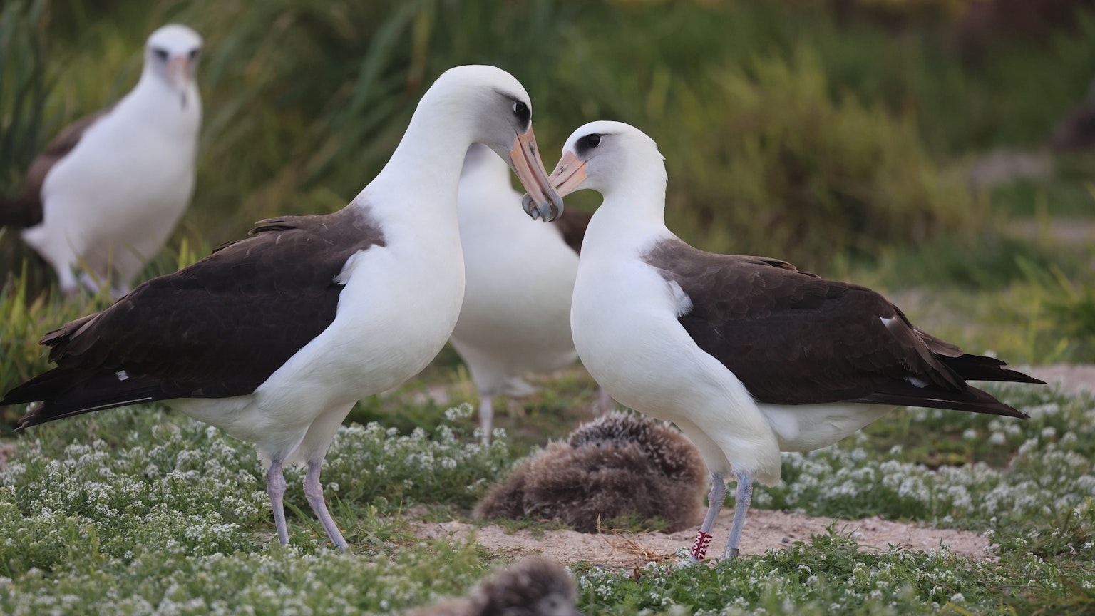 Two albatrosses facing each other with other albatrosses in the background