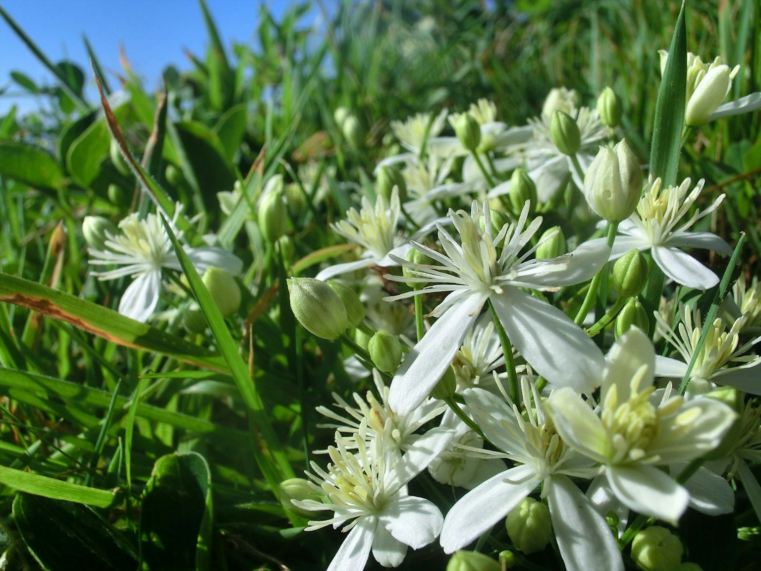 Weiße Blumen blühen zwischen grünem Gras unter blauem Himmel