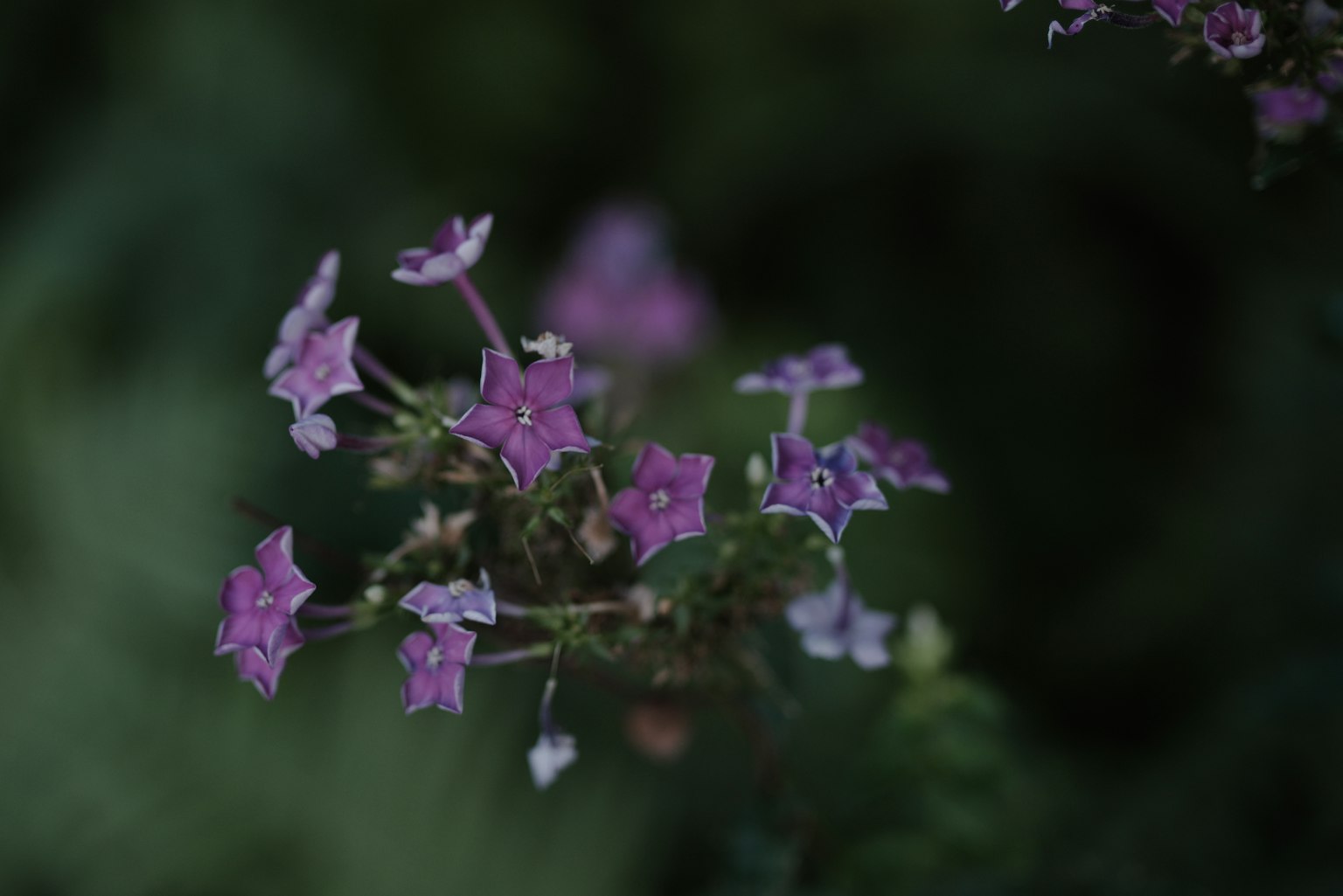 Image en gros plan de petites fleurs violettes sur une plante