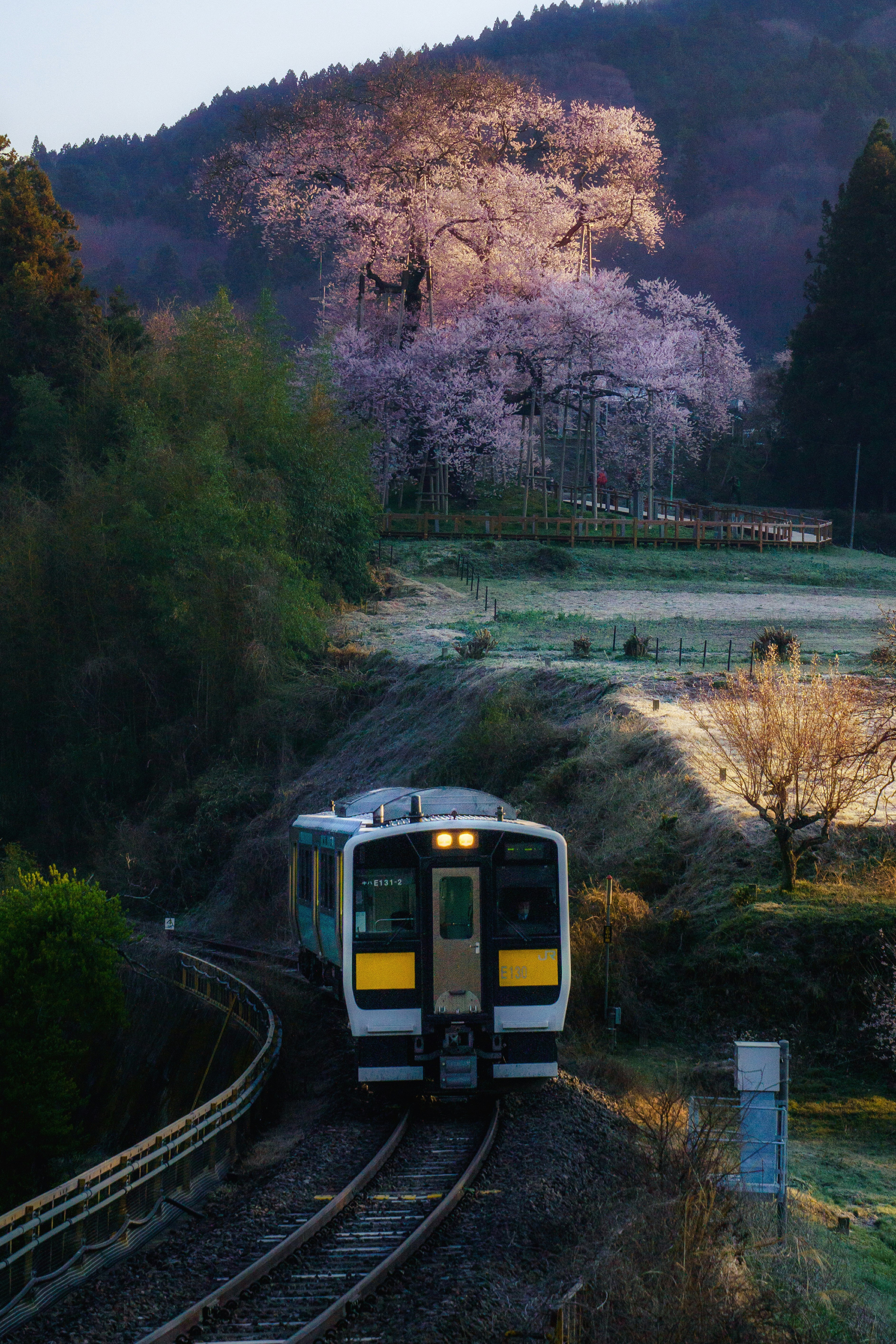 水郡線を走る列車と桜の並木が見える渓谷の風景