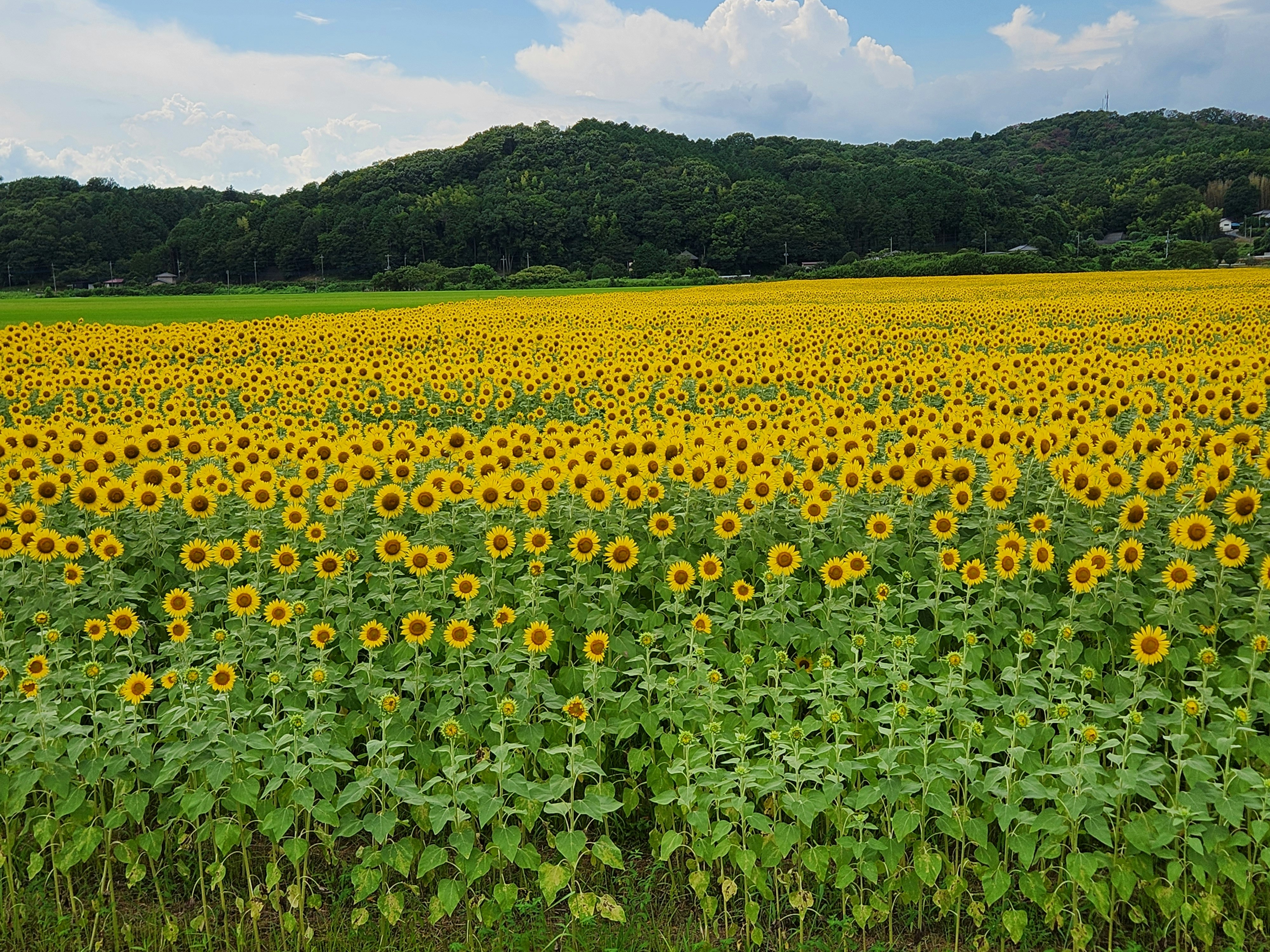 sunflower field with green hills landscape
