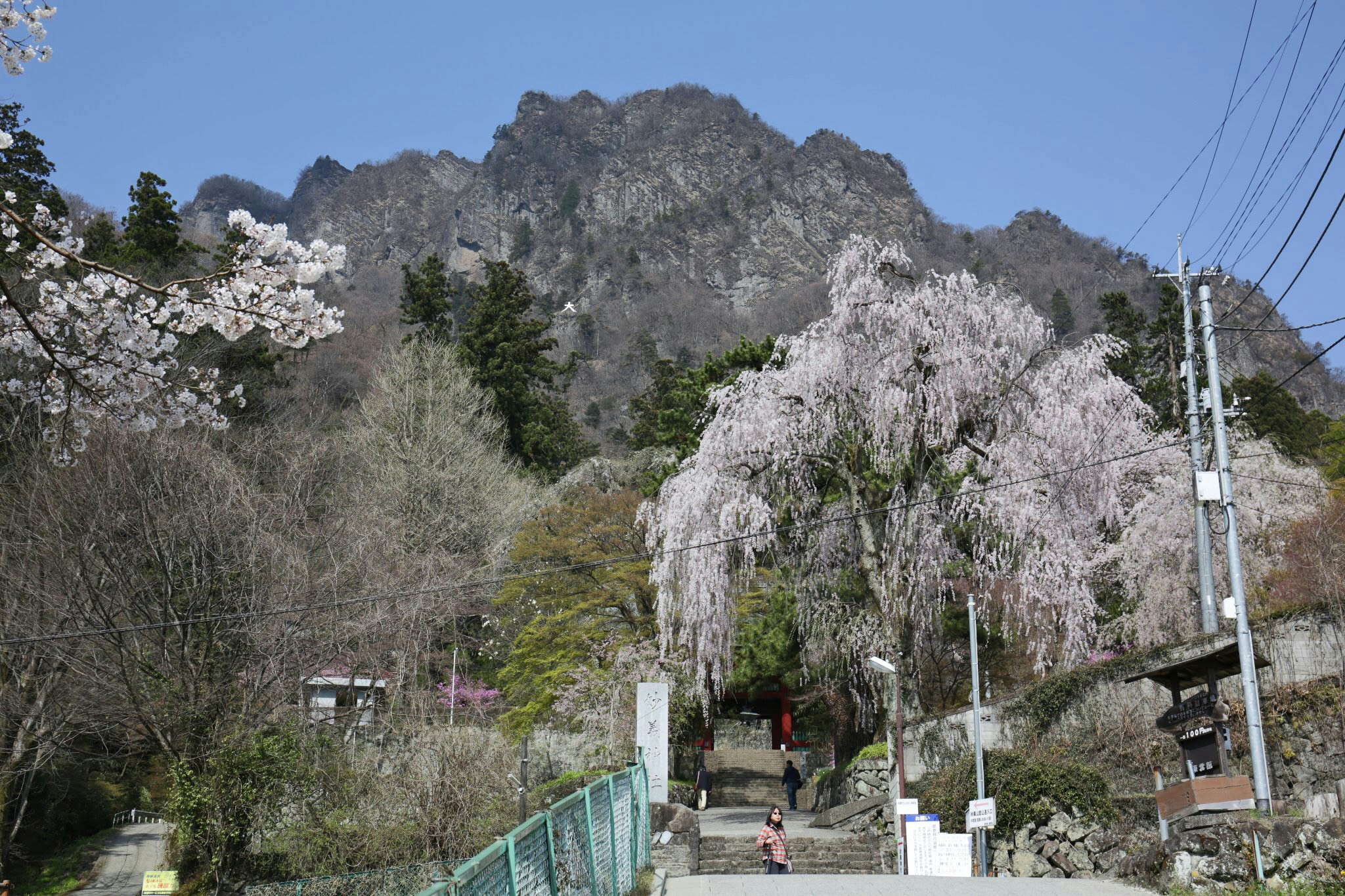 桜並木の続く山道の参道風景