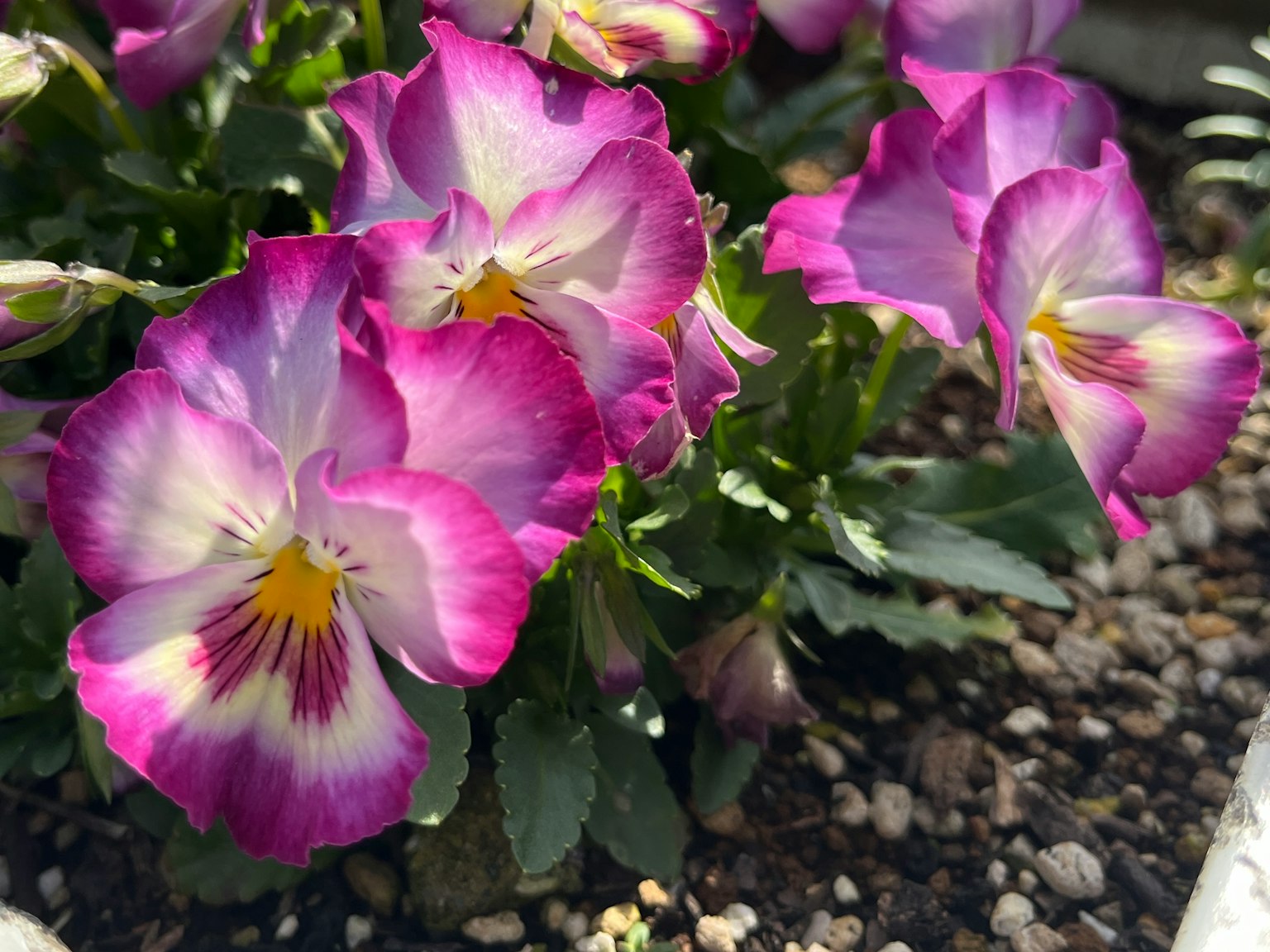 Pansy ungu terang mekar di petak taman