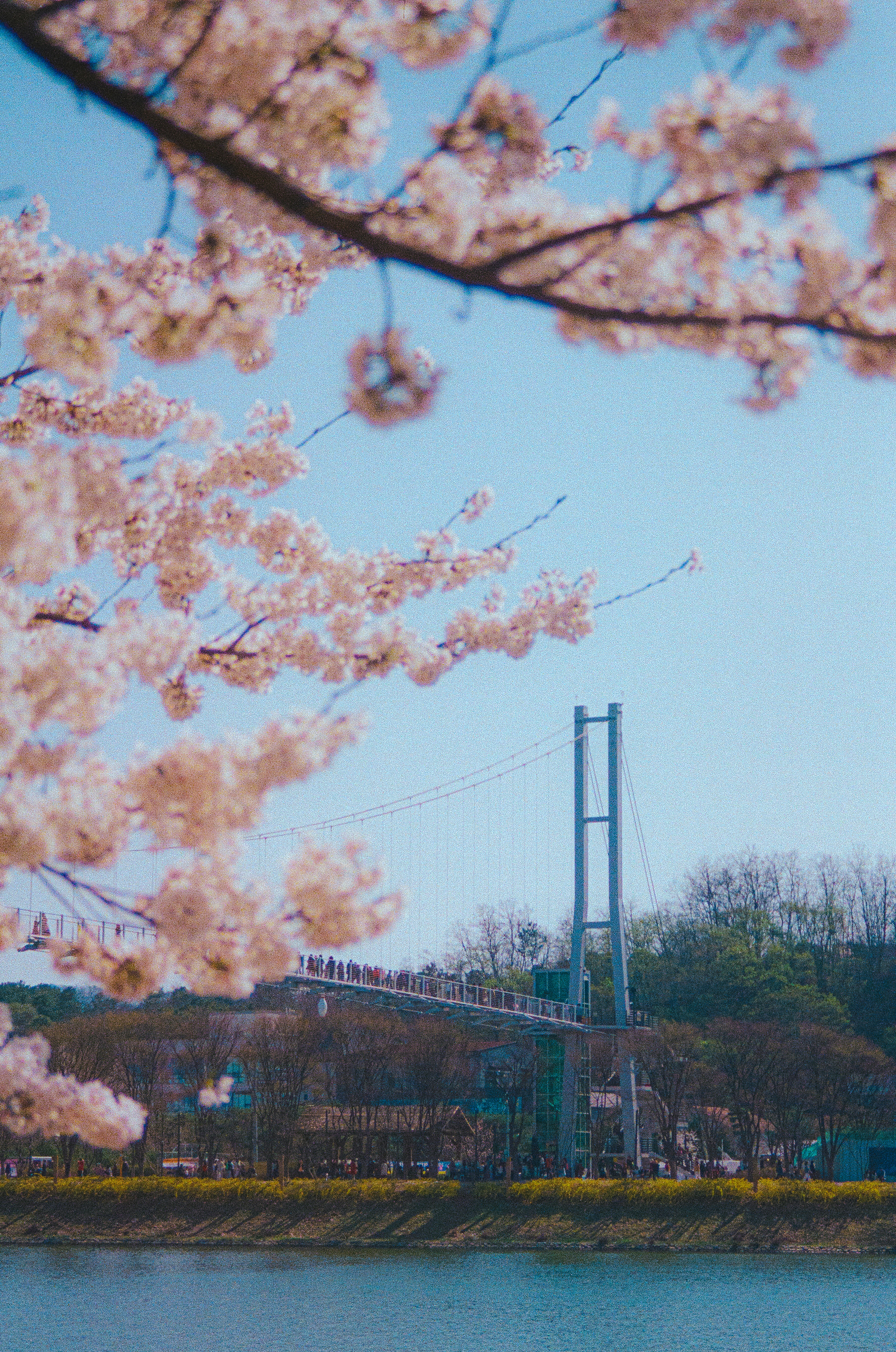 春の川沿いに咲く桜と公園の風景