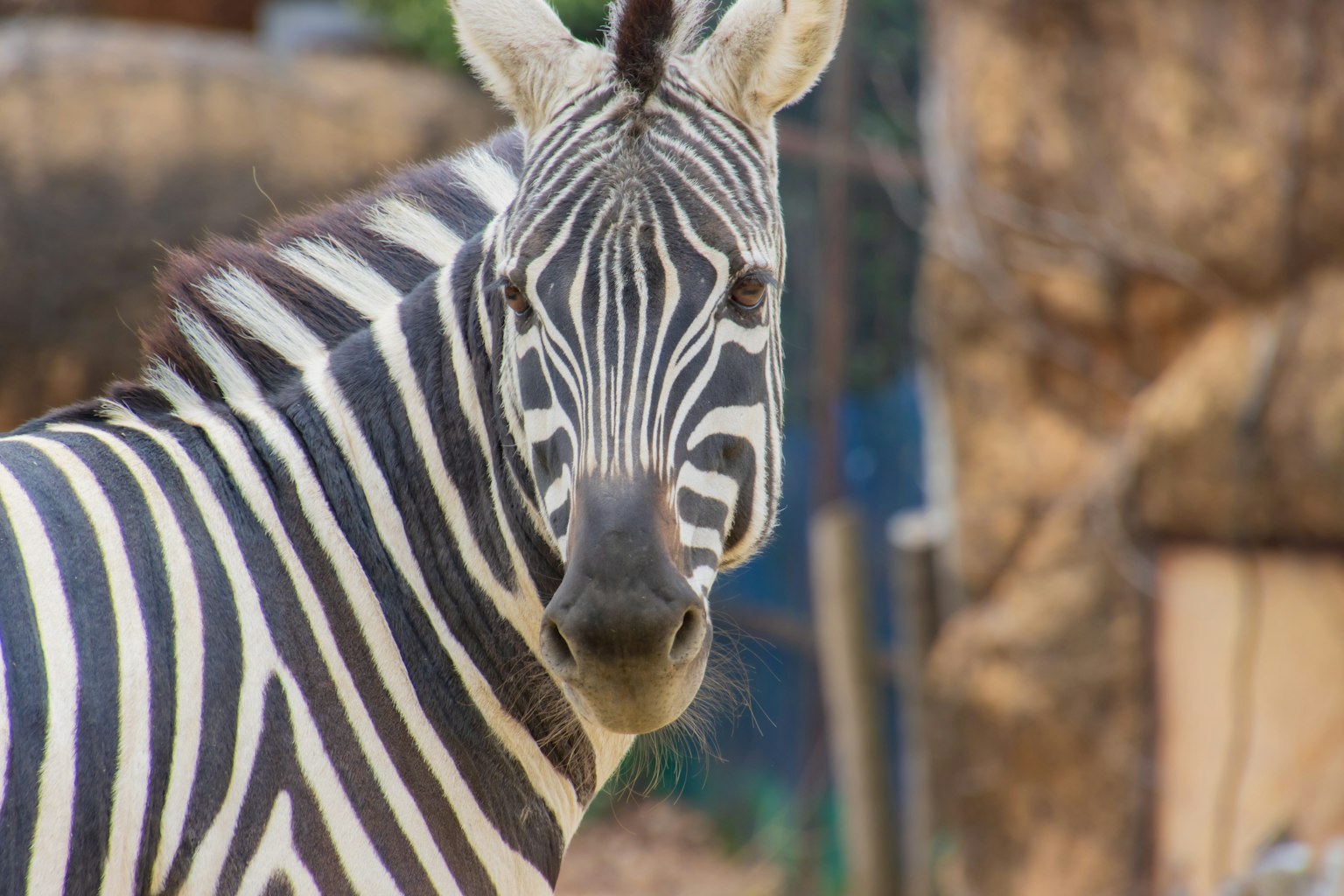 Ein Zebra, das seitlich schaut, mit markanten schwarz-weißen Streifen