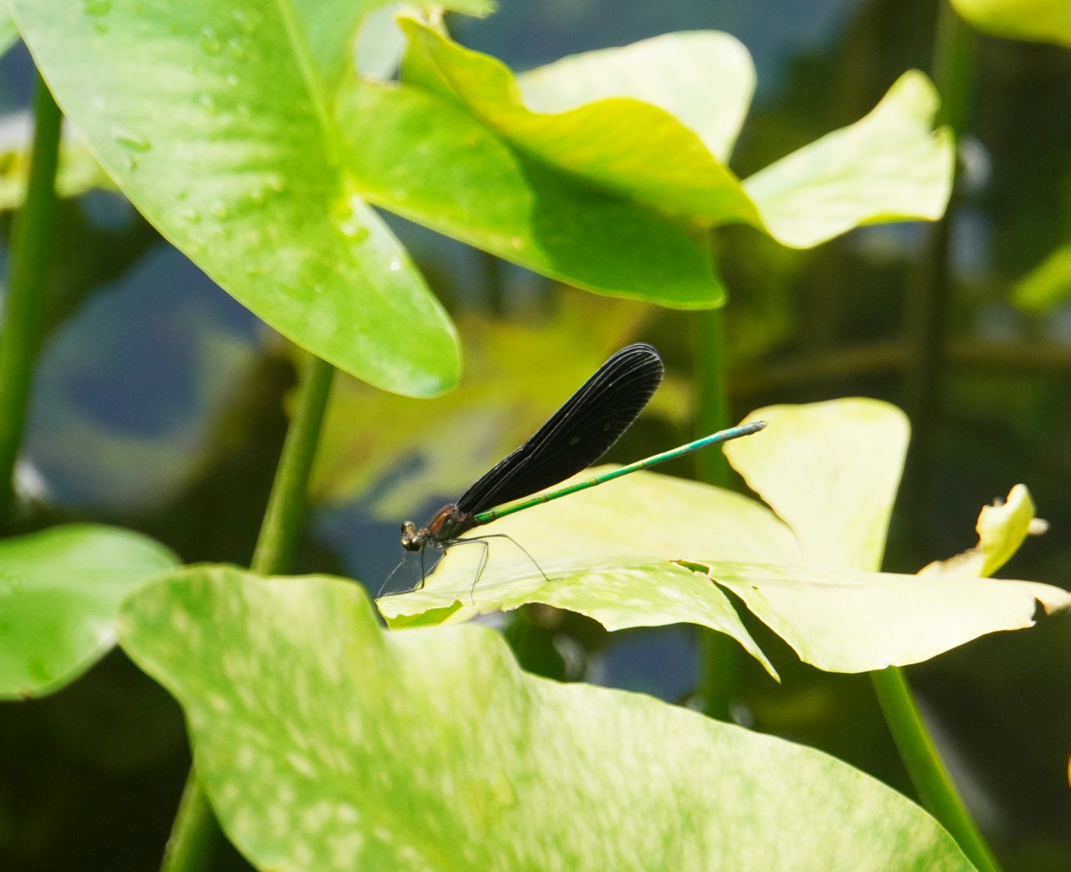 Eine schwarze Libelle auf grünen Blättern