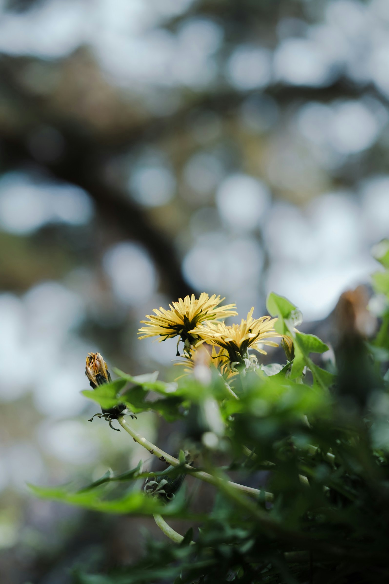 #Dandelionの咲くタンポポと昆虫の接写