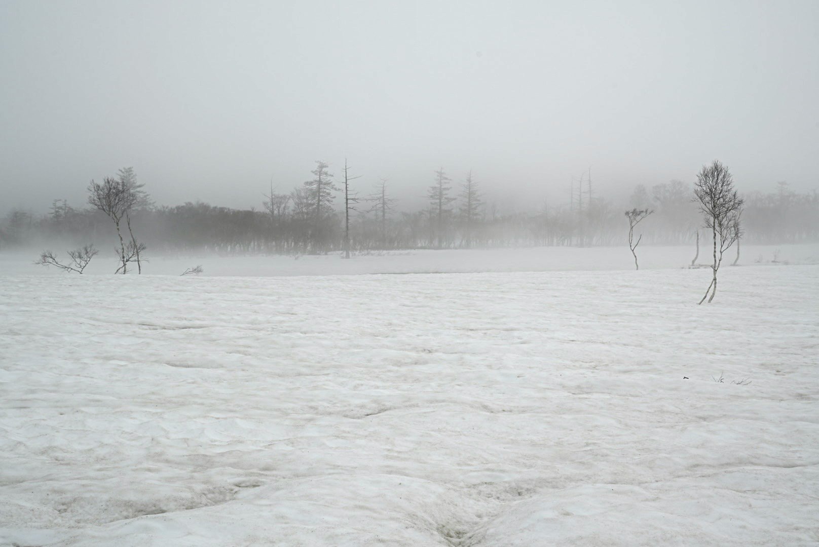 paysage hivernal d’un champ enneigé dans le brouillard