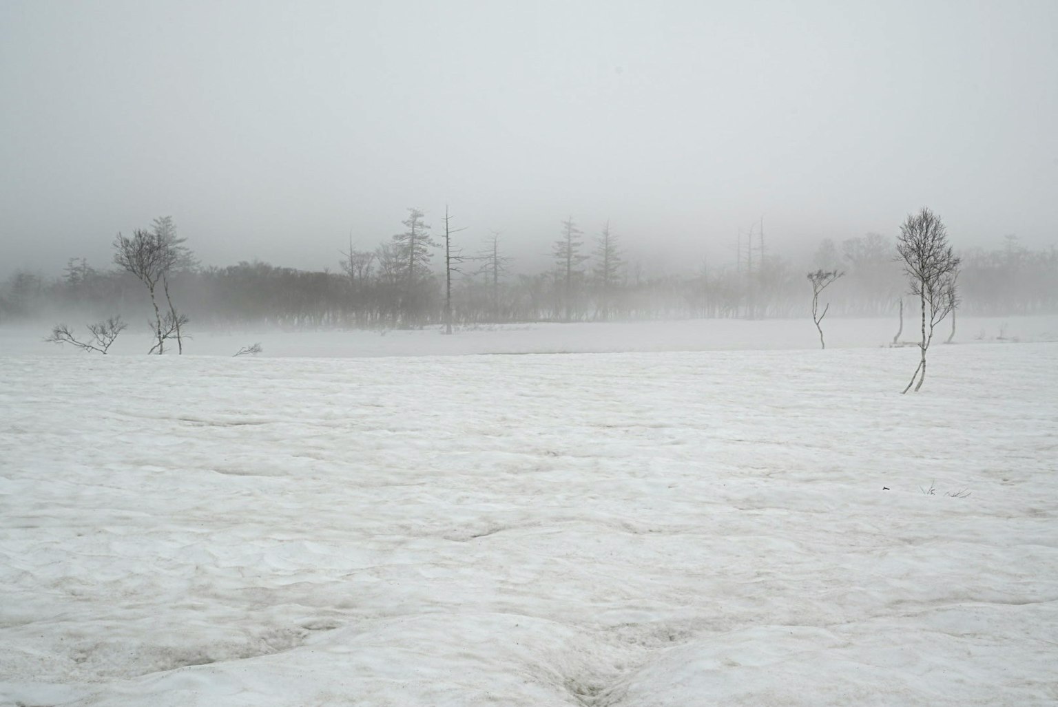 Un paysage couvert de neige et de brouillard avec des arbres éparpillés