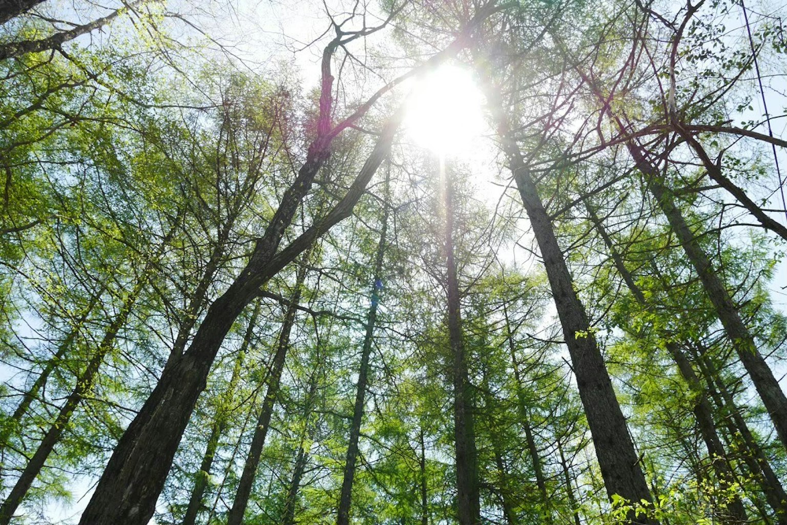 Sunlight streaming through lush green trees