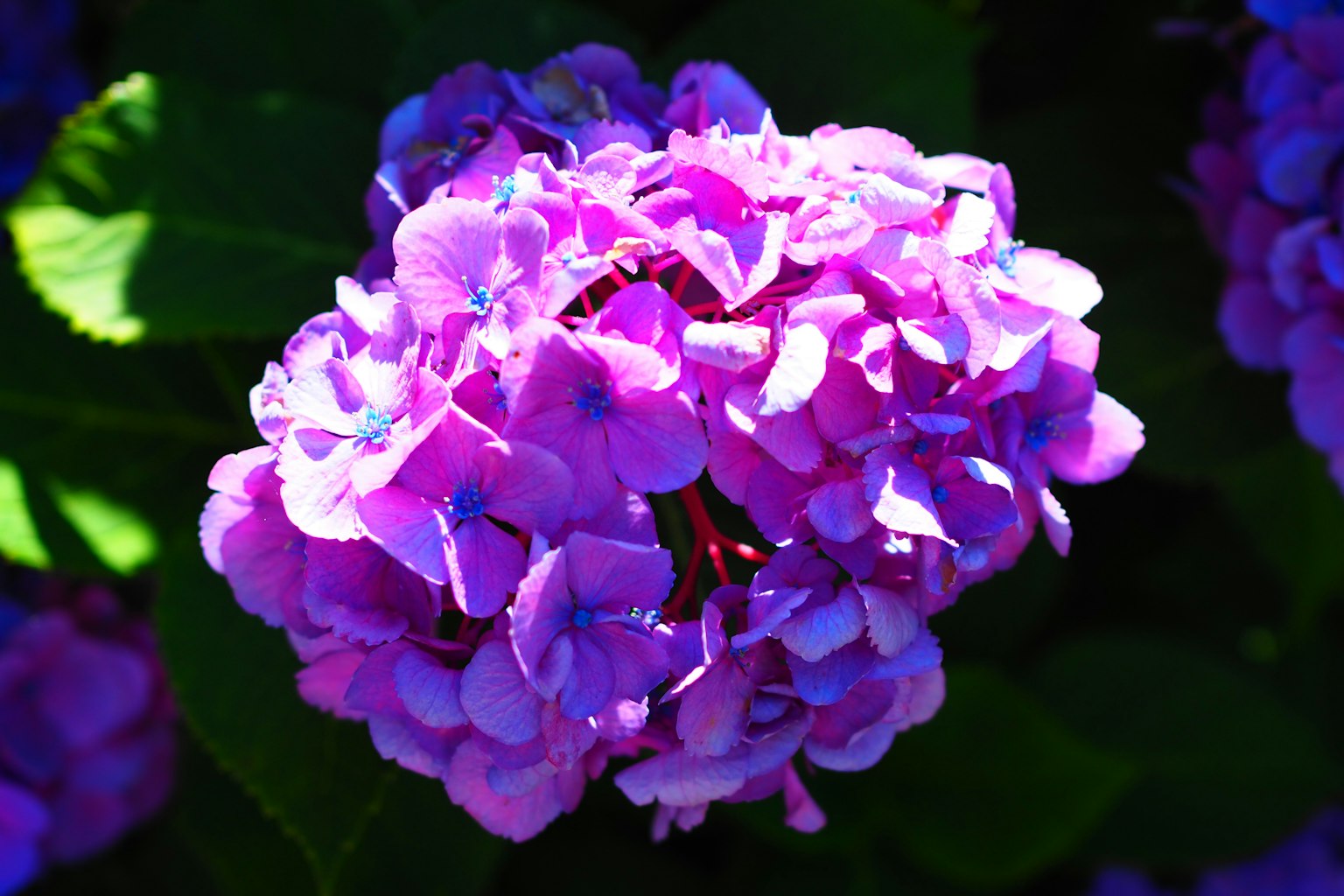Flor de hortensia púrpura vibrante en plena floración