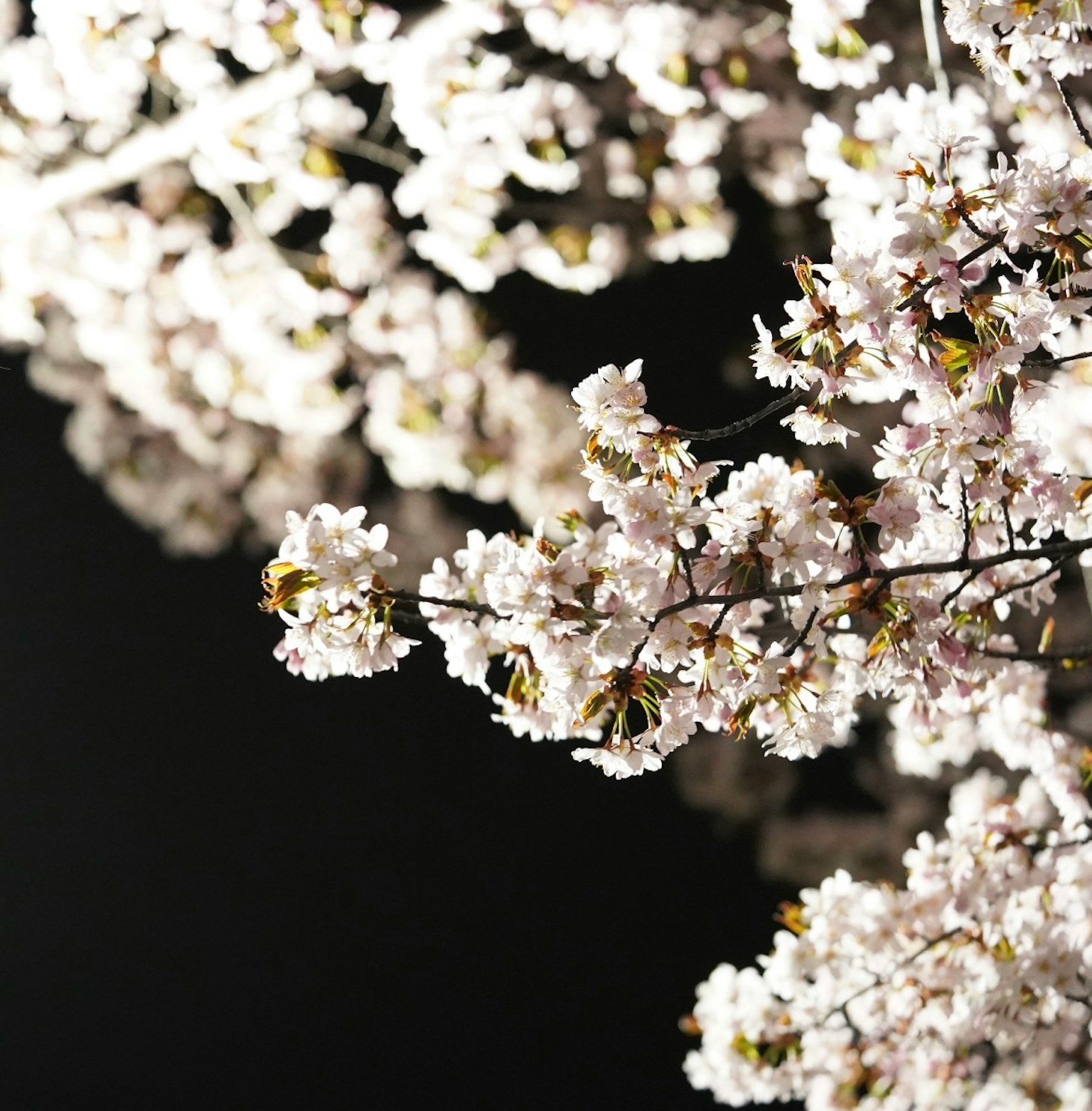 photo-mQbqvQhnAbGVcbGqtunR-image