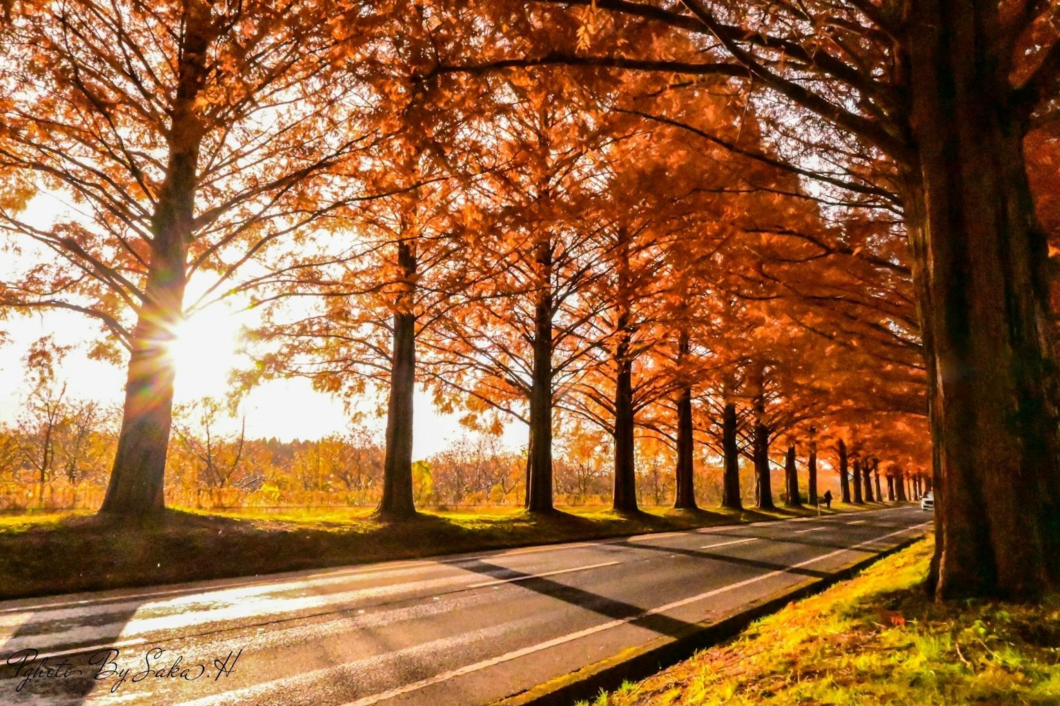 Une route pittoresque bordée d'arbres d'automne orange et de lumière du soleil filtrant