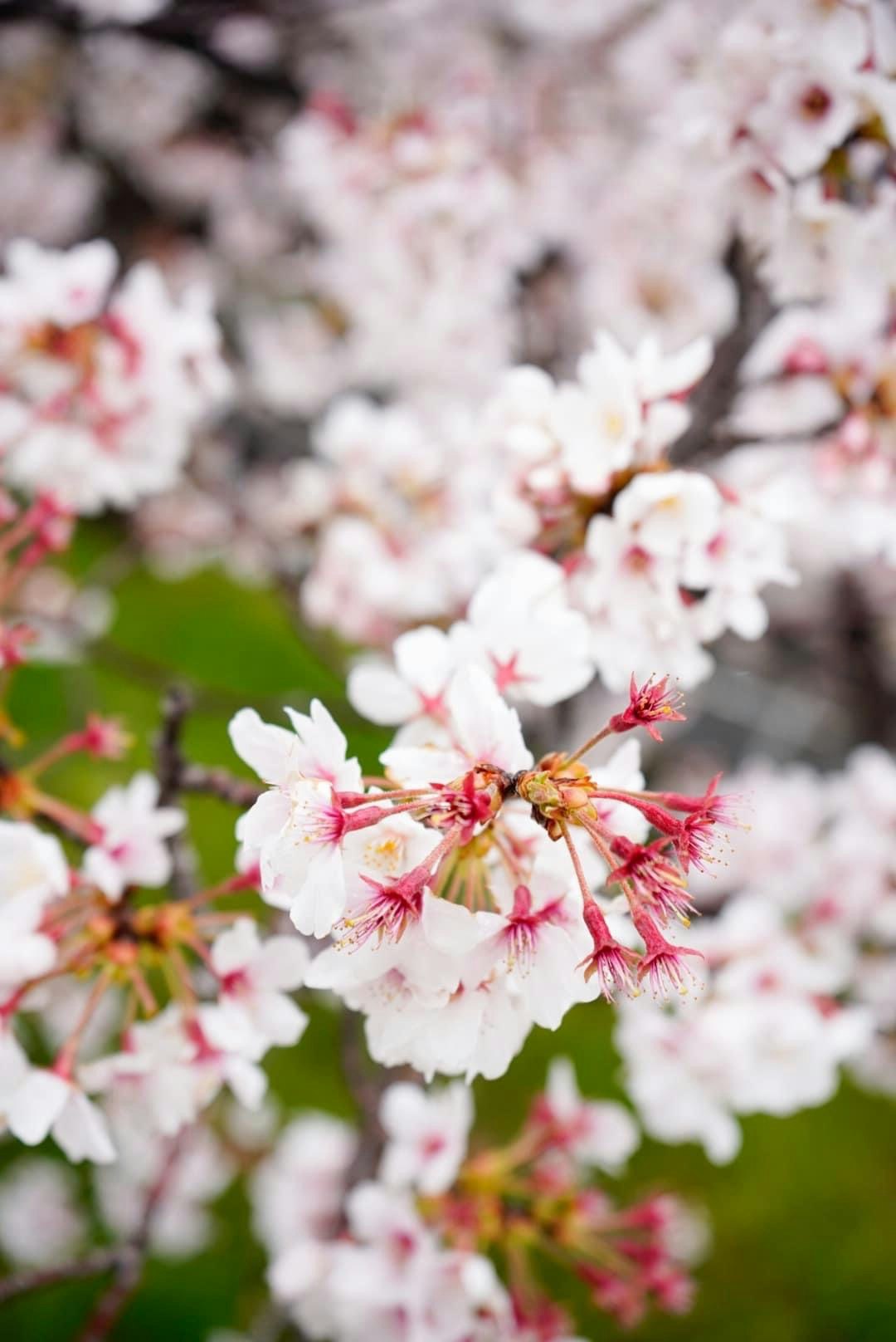 Cherry blossoms in a spring park with blue sky and clouds background