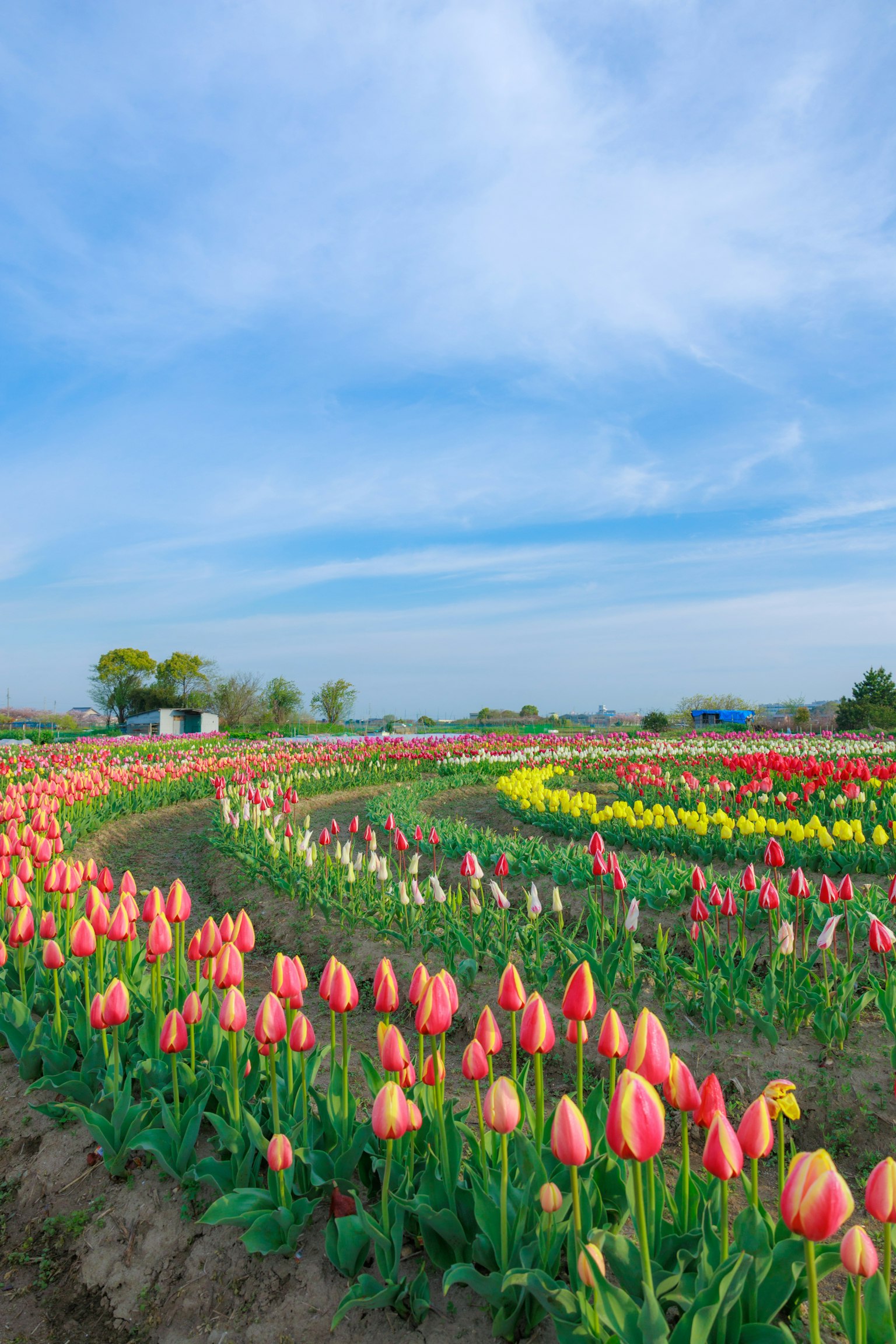 Campo di tulipani vibranti con fiori colorati sotto un cielo blu