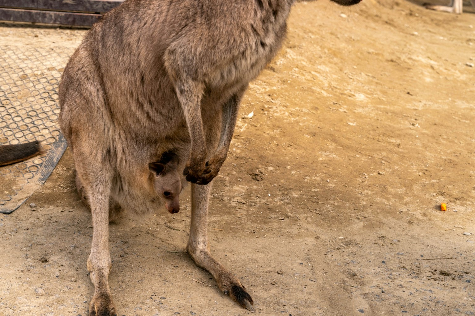 Kangguru dengan anak di kantongnya di tanah berpasir