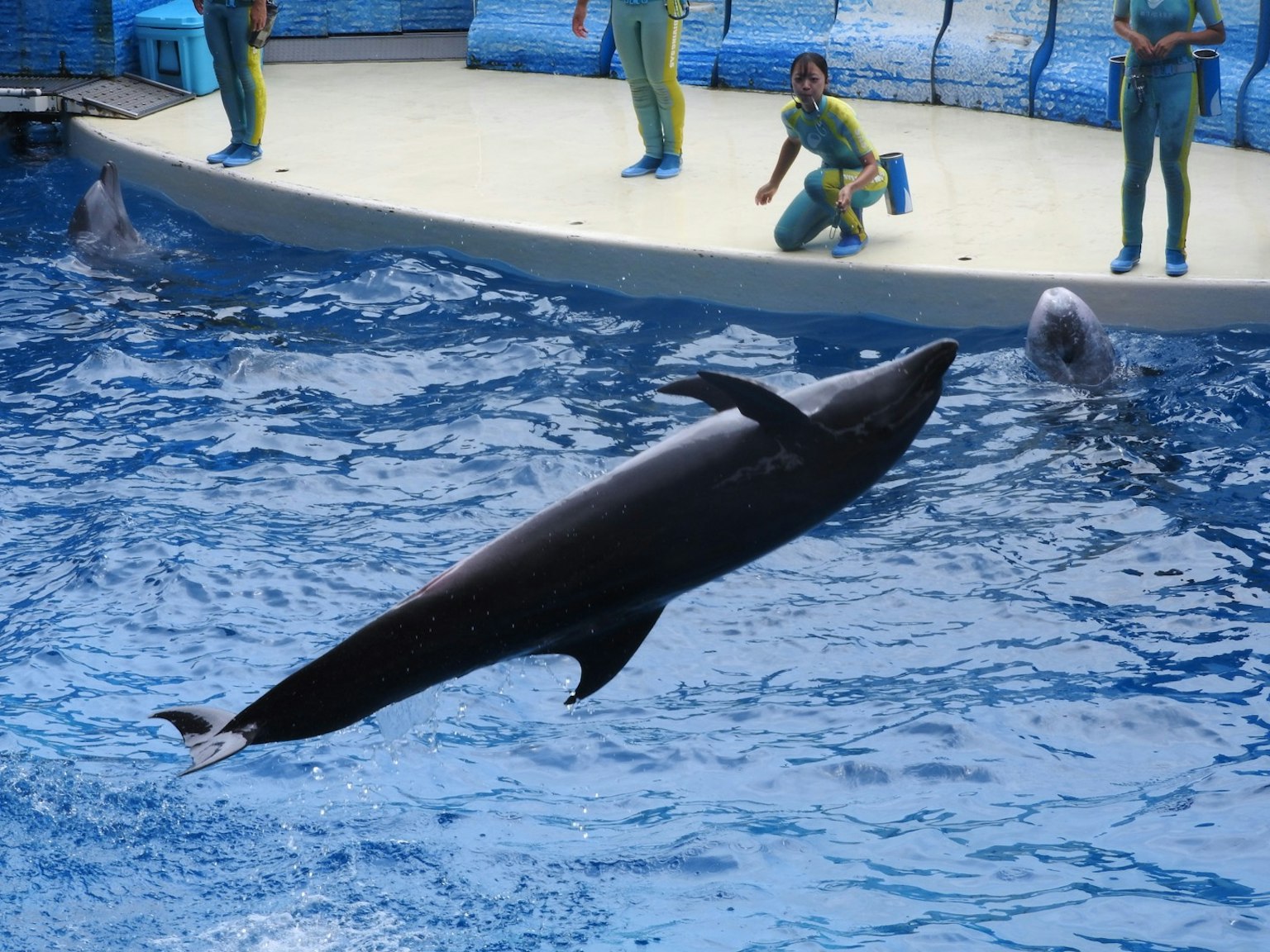Delphin springt in einer Vorführszene mit Trainern und Publikum