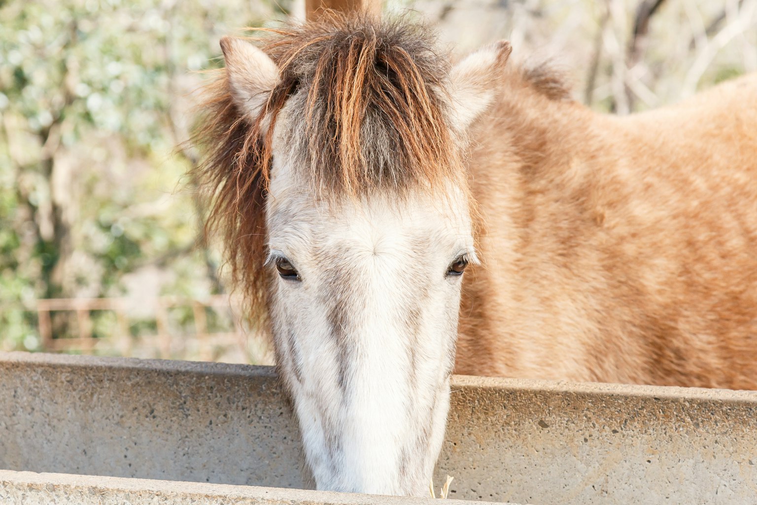 Gros plan sur le visage d'un cheval brun avec un arrière-plan flou