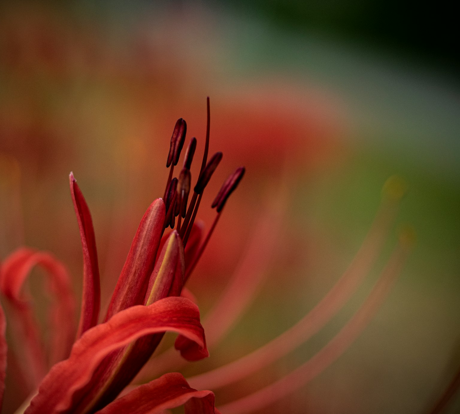 Close-up of a red flower showcasing delicate petals and stamens