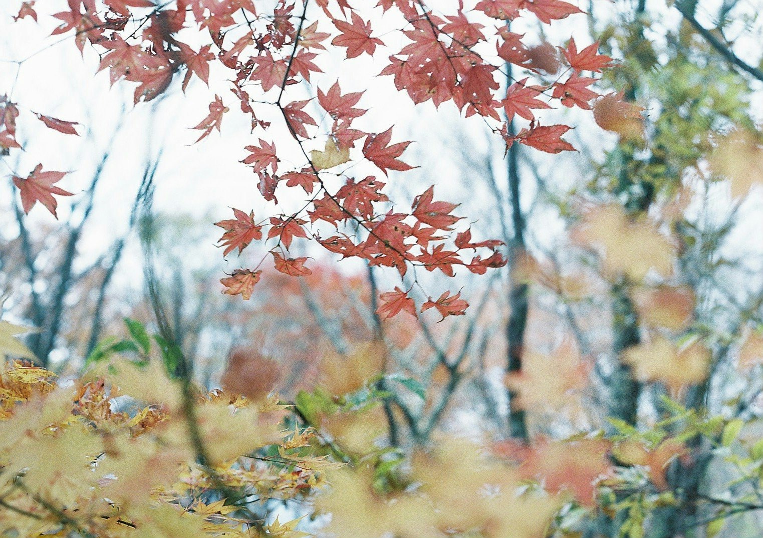 木々の葉に降りそそぐ秋の光と紅葉