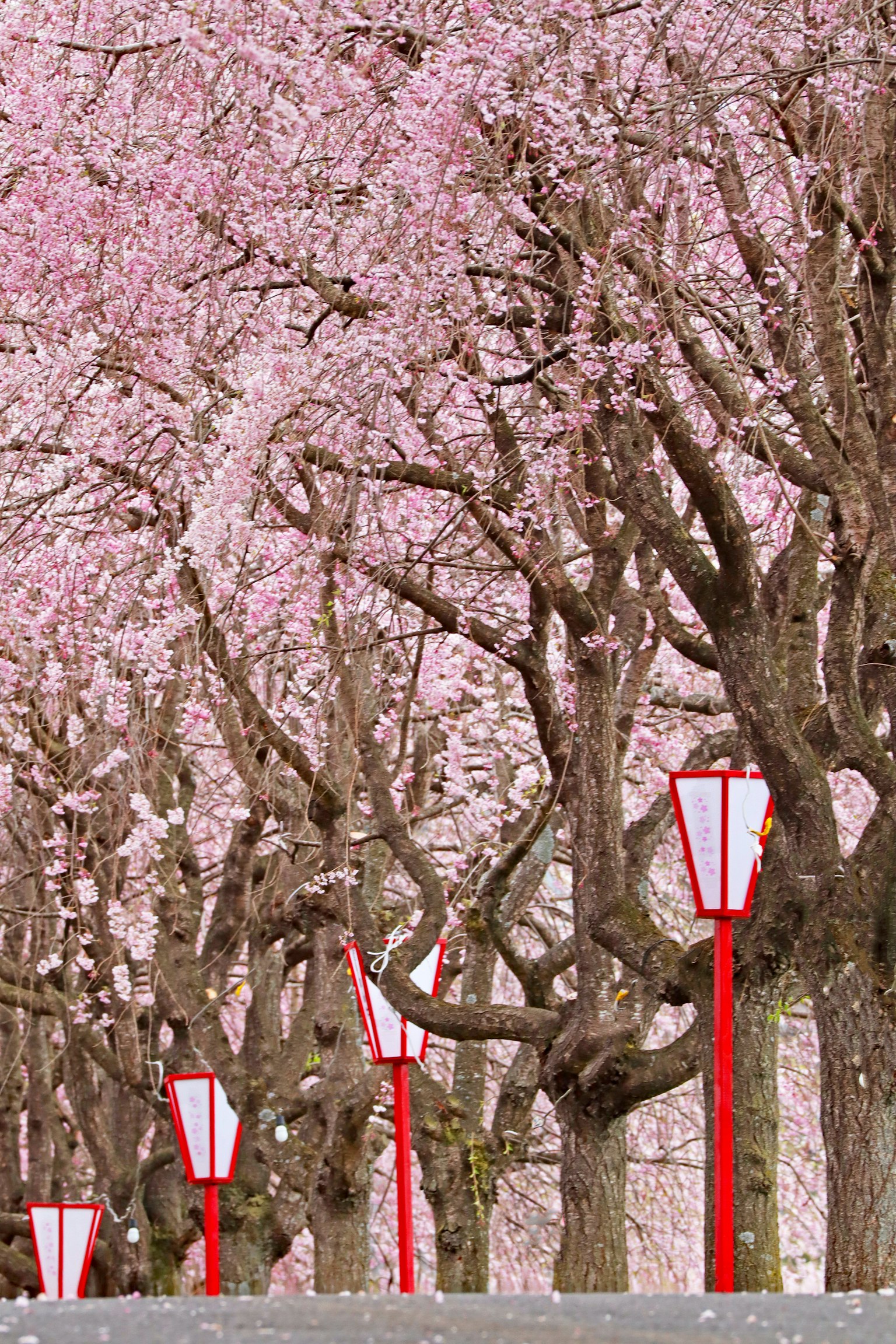 Alberi di ciliegio affiancati da lanterne rosse
