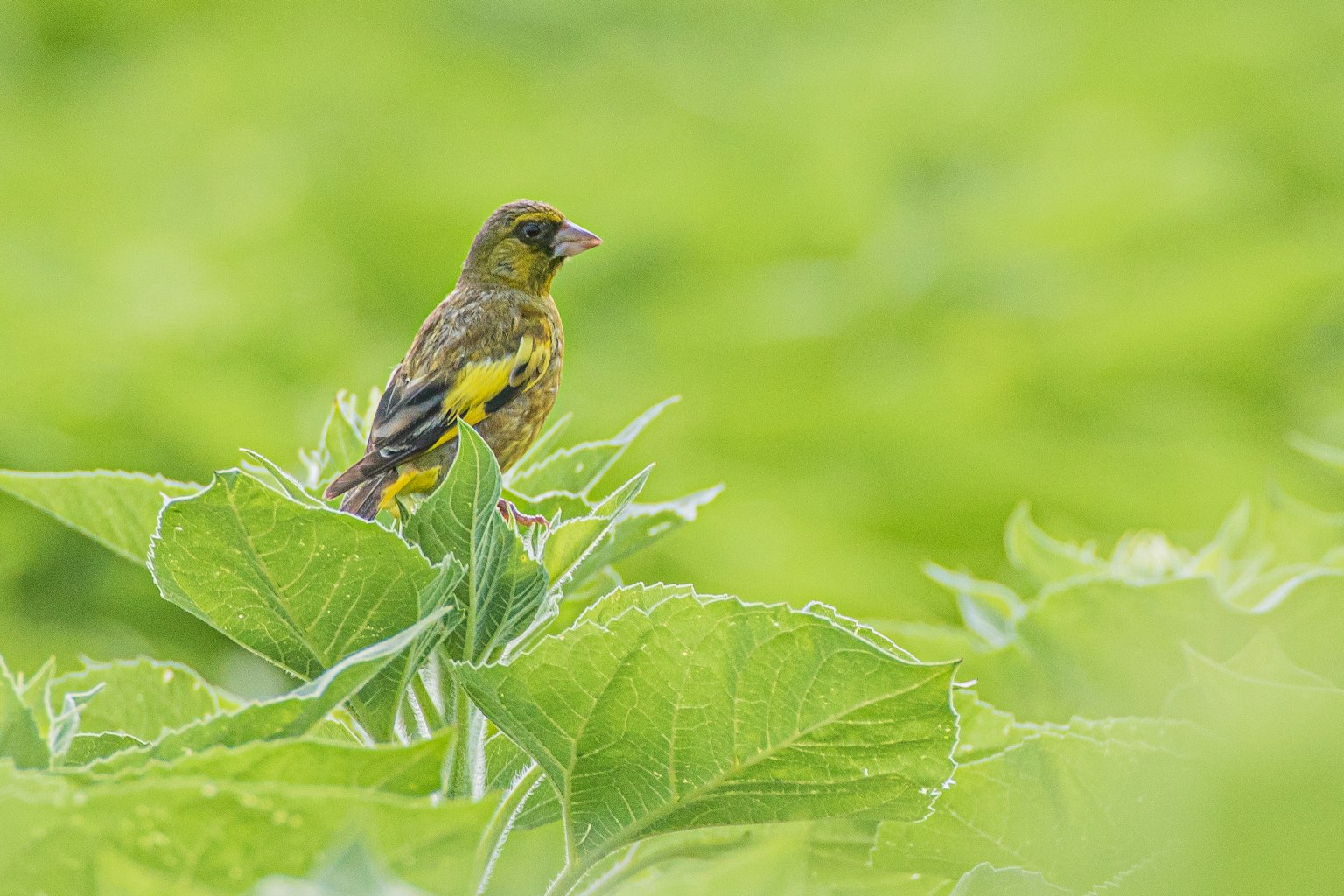 Kedekatan burung kuning di atas daun hijau